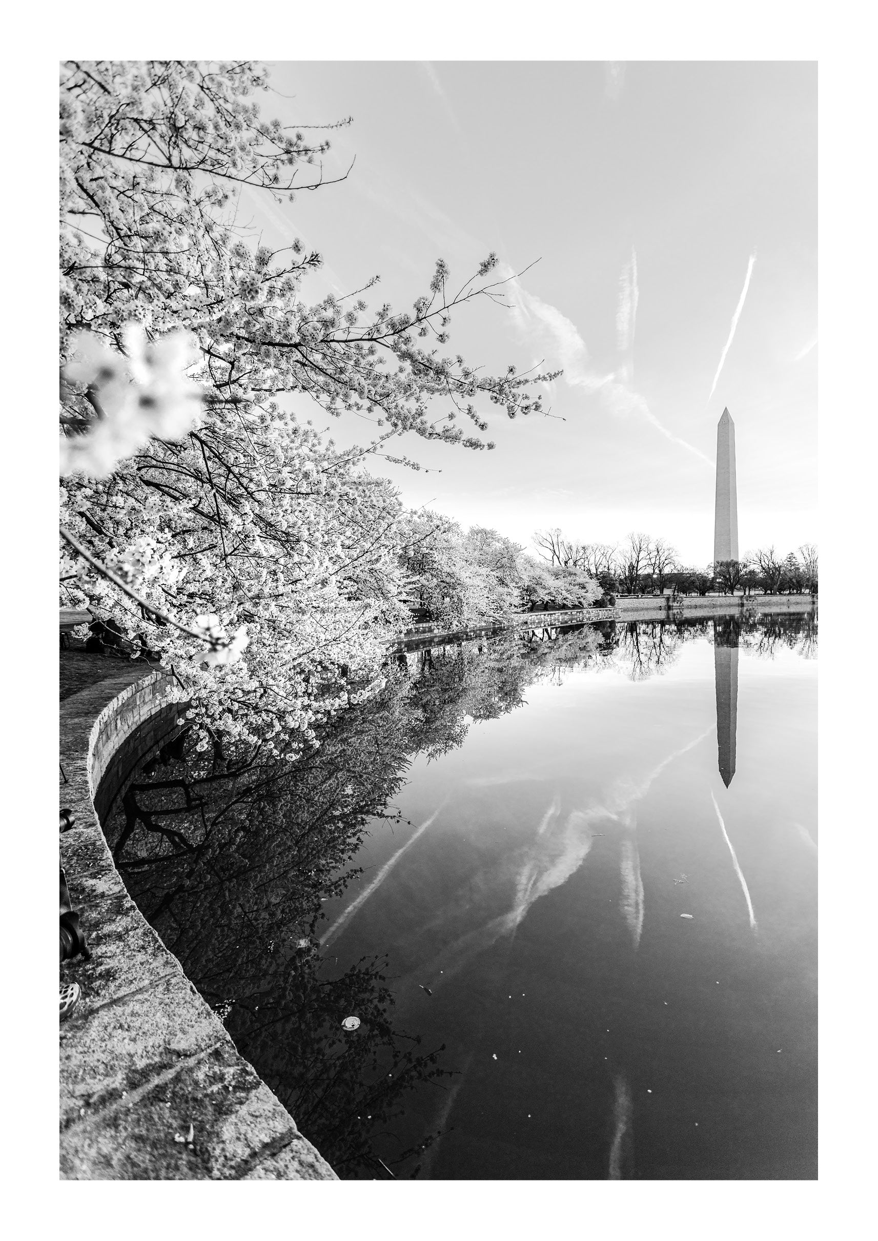Springtime Foliage