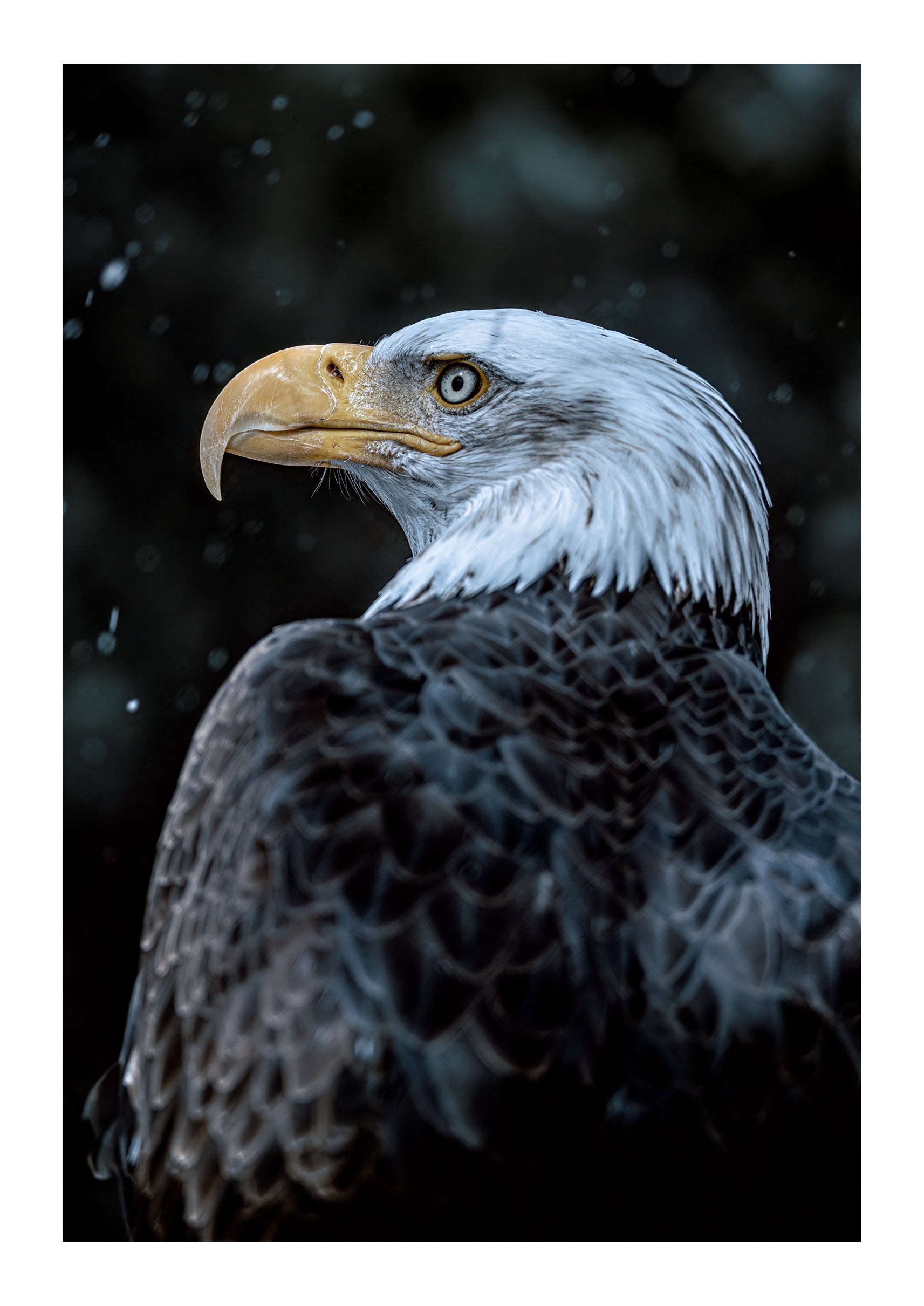 Symbol of America