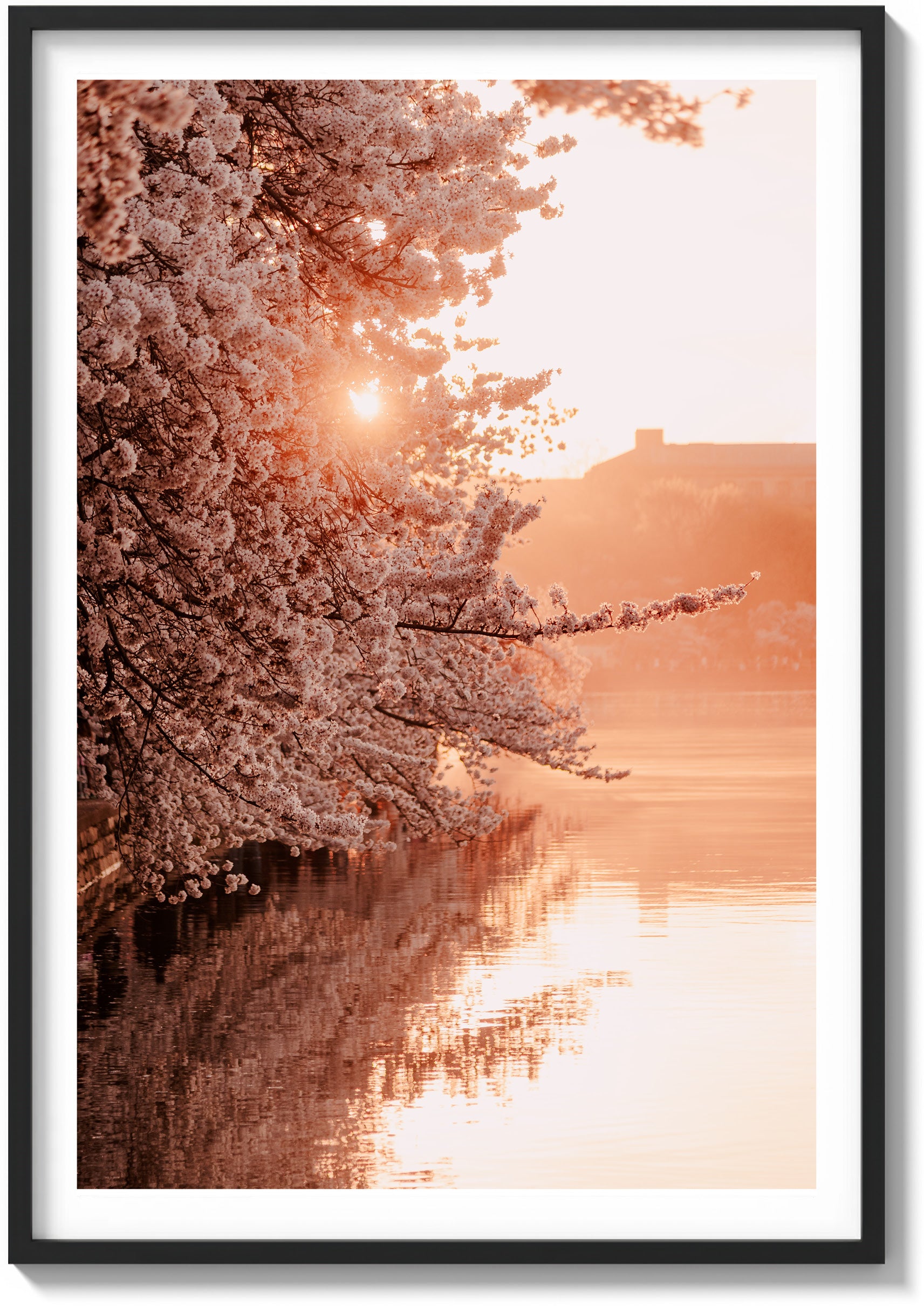 Blossoms Over The Basin