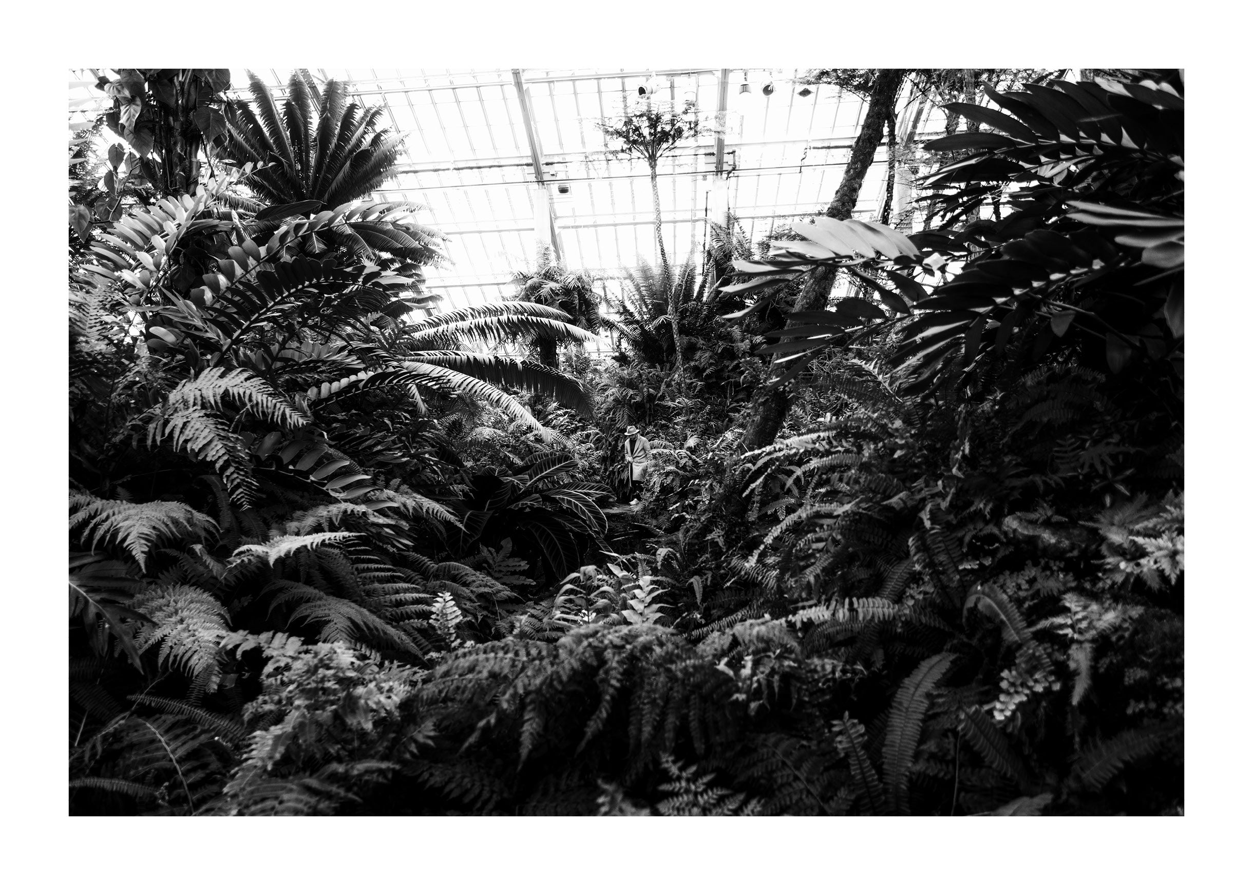 Afternoon at the Conservatory