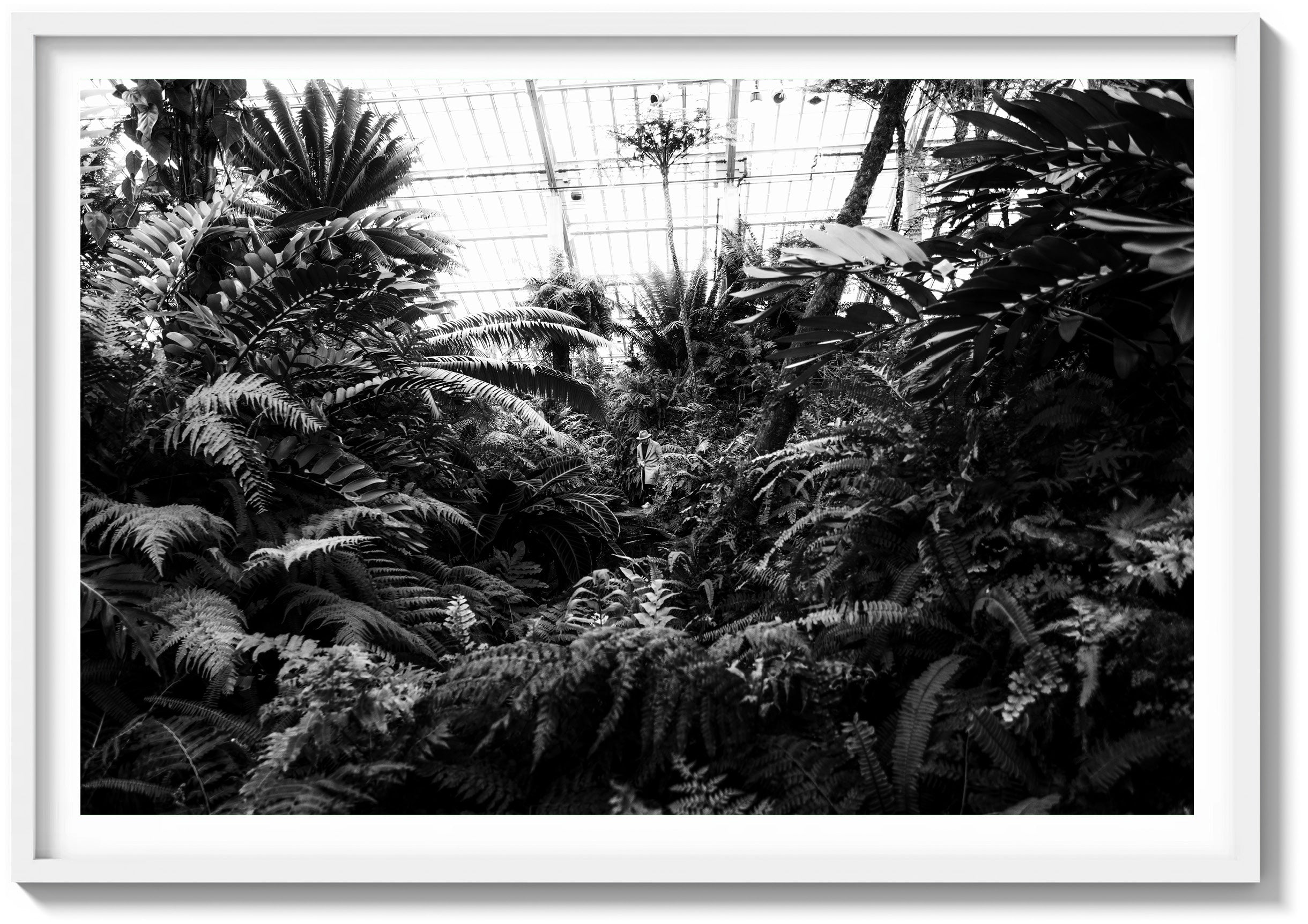Afternoon at the Conservatory