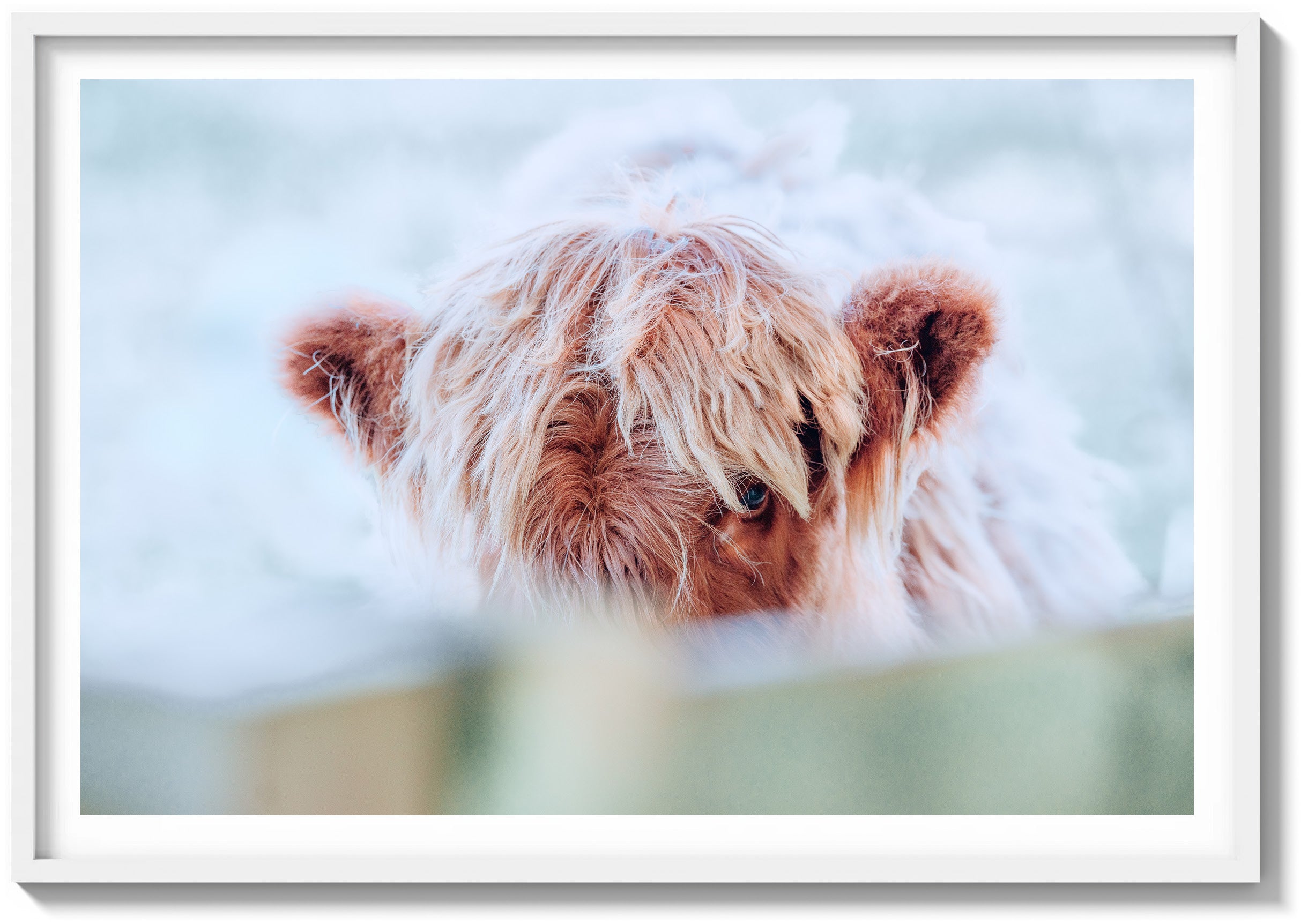 Eye of the Highland Cow