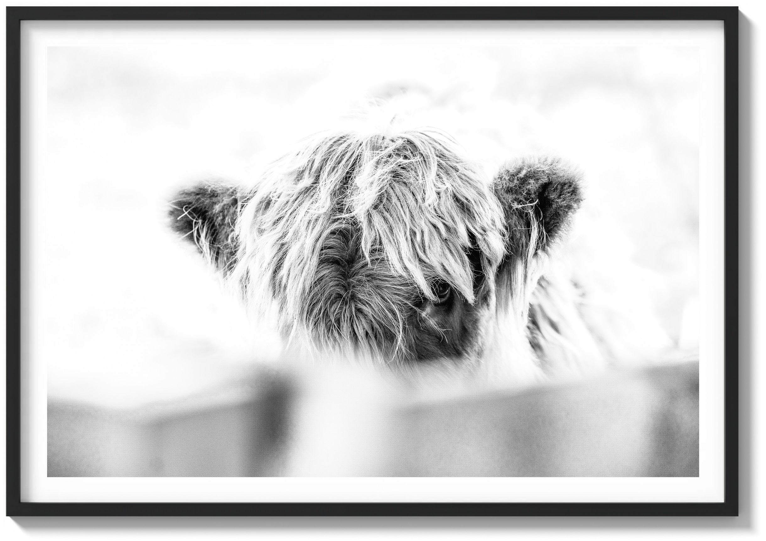 Eye of the Highland Cow