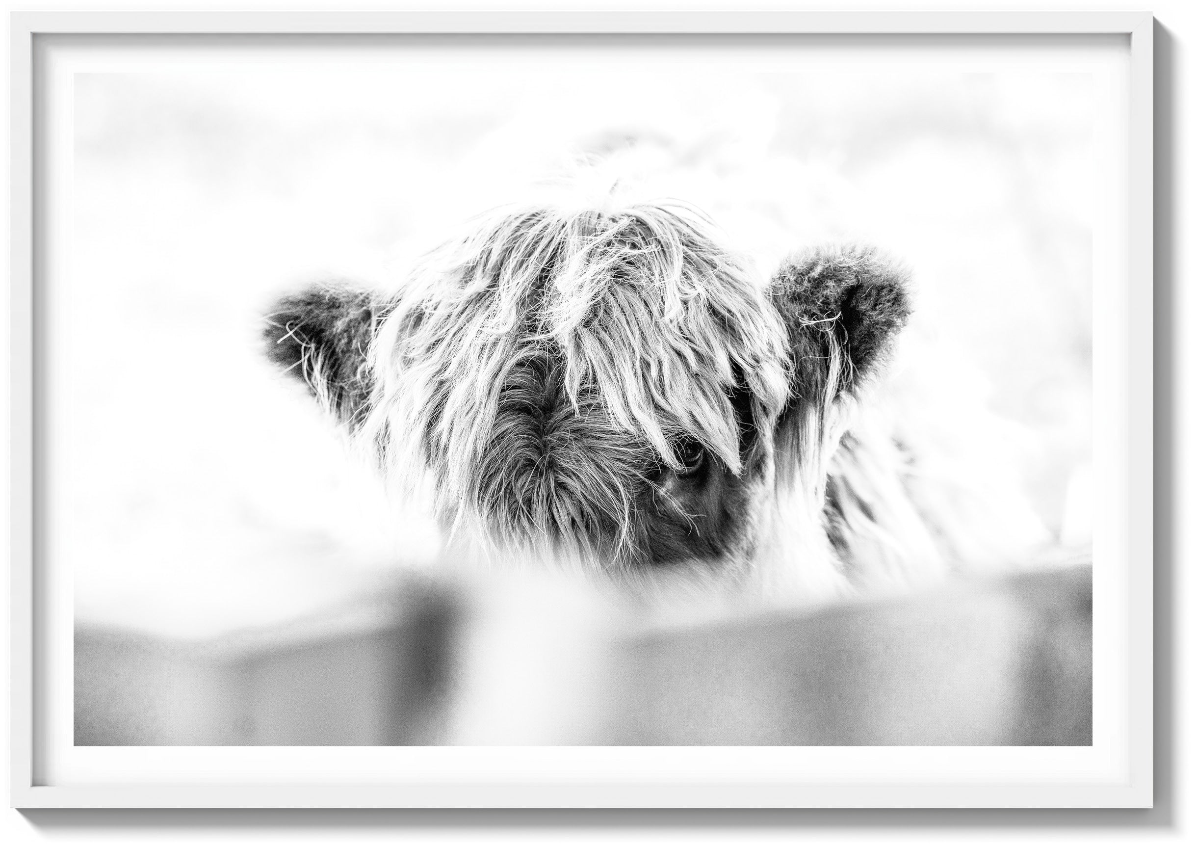 Eye of the Highland Cow