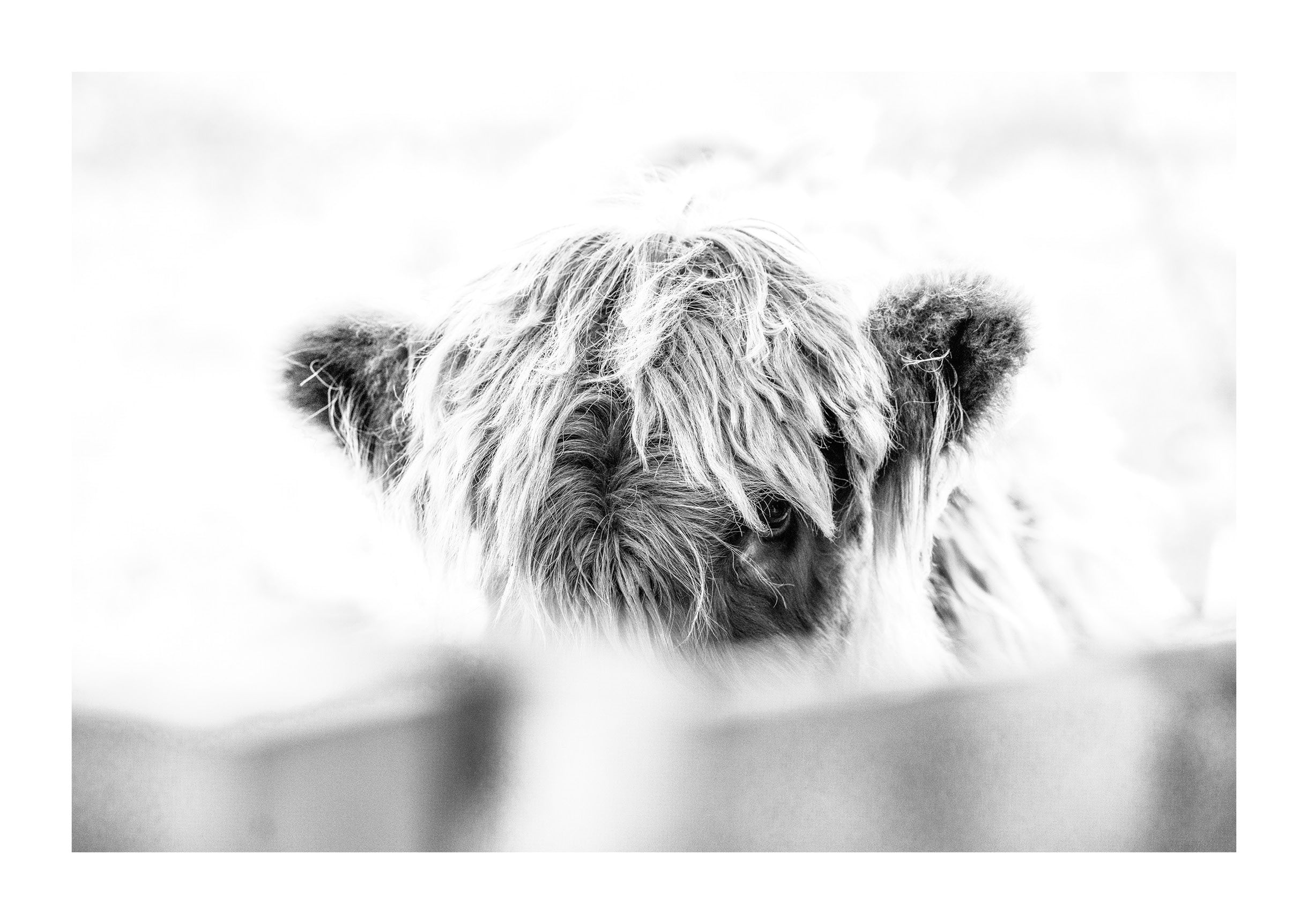 Eye of the Highland Cow