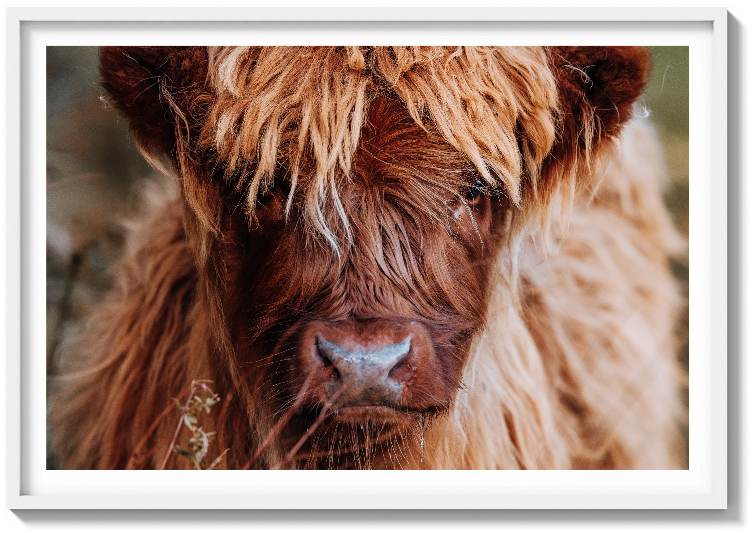 Icon of the Highlands