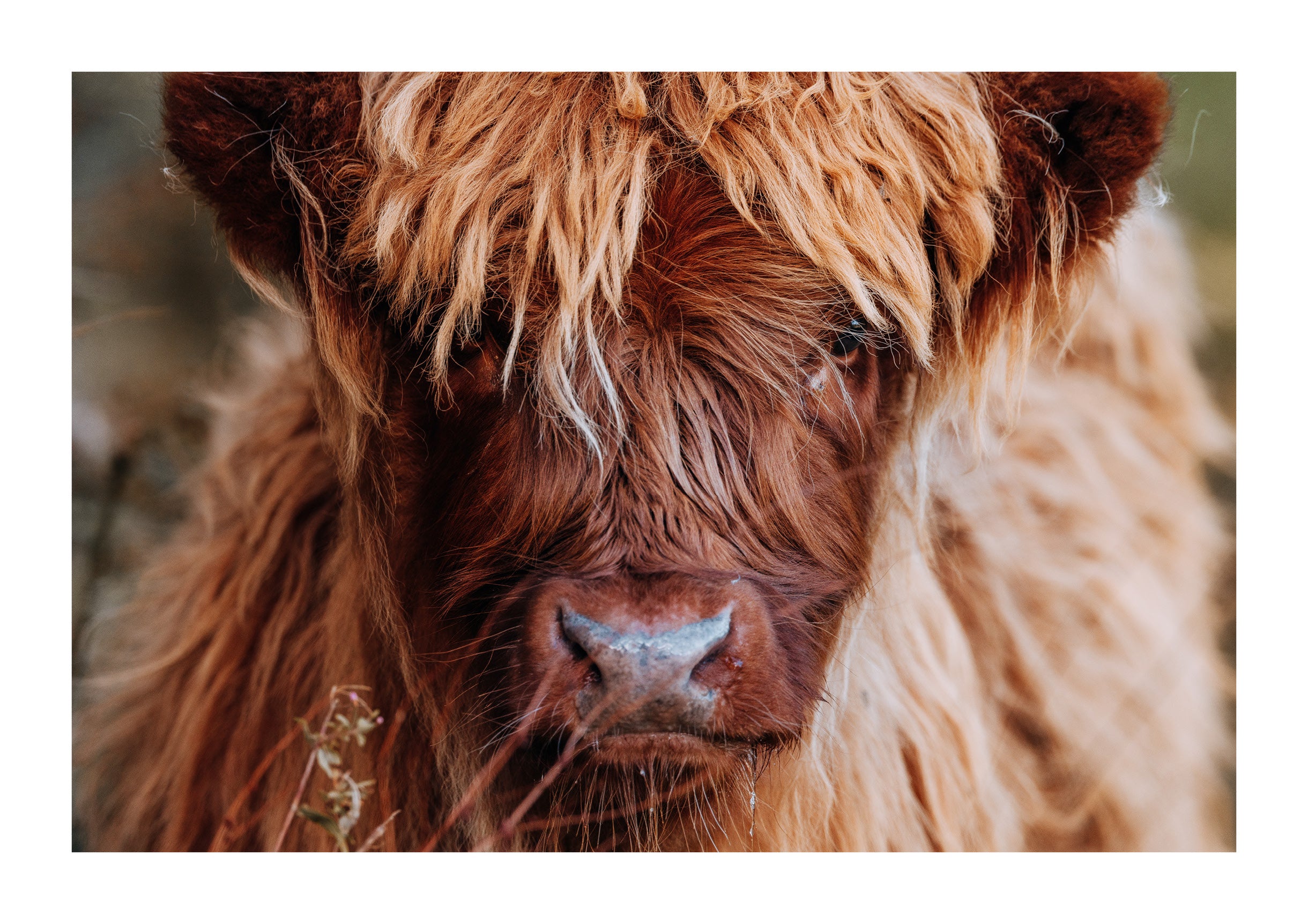 Icon of the Highlands