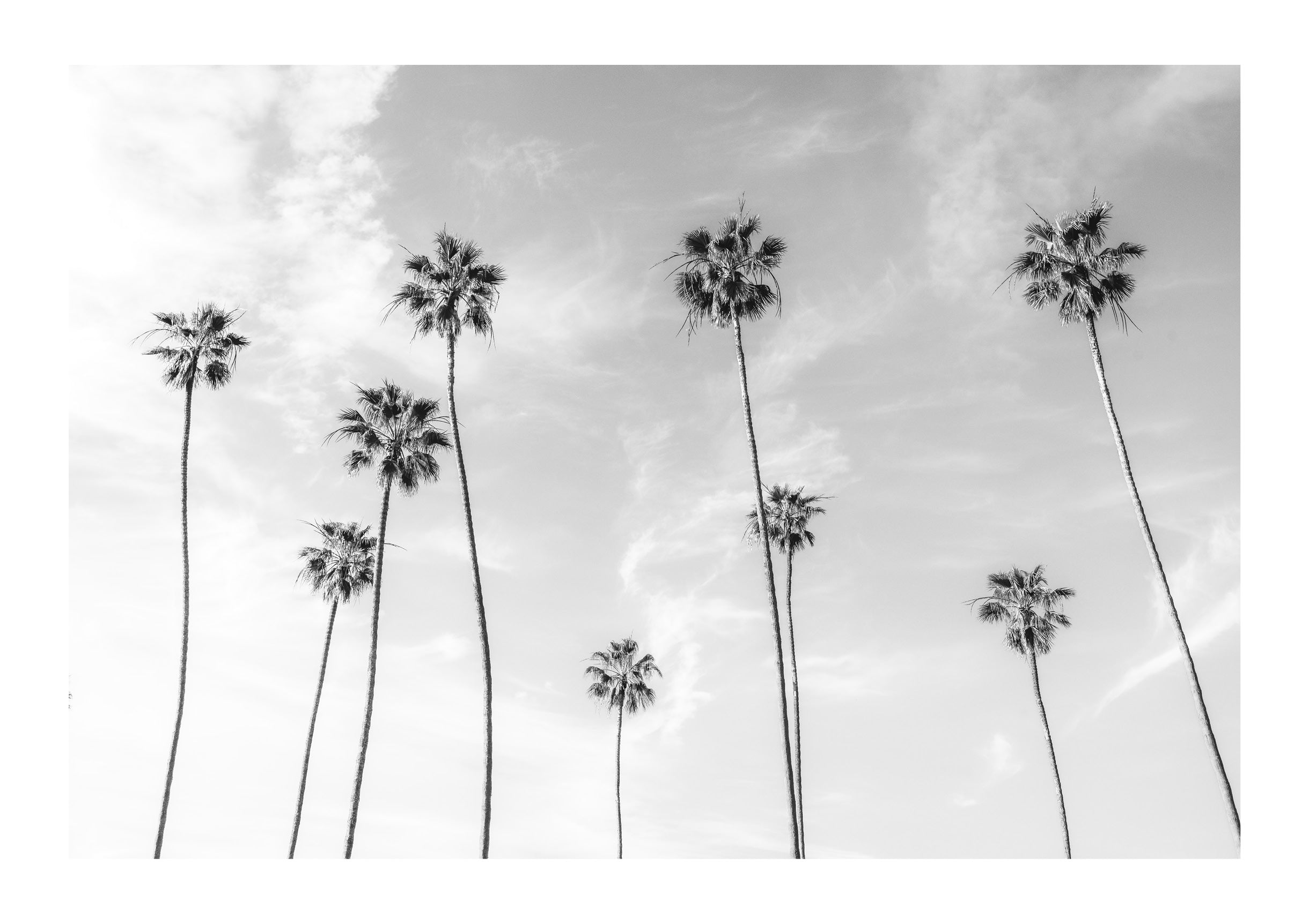 Weather Worn Palms