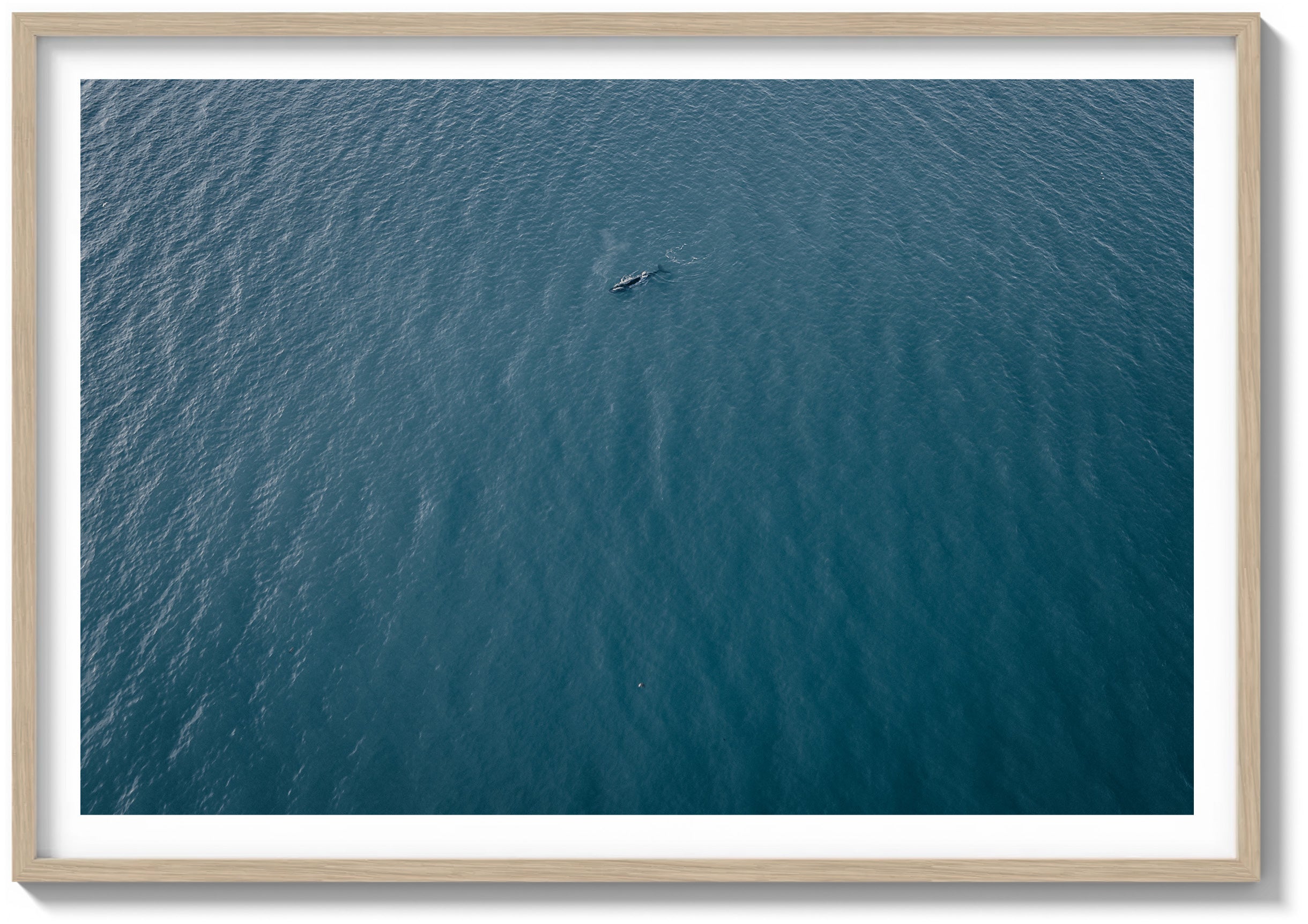 Lone Whale in the Pacific