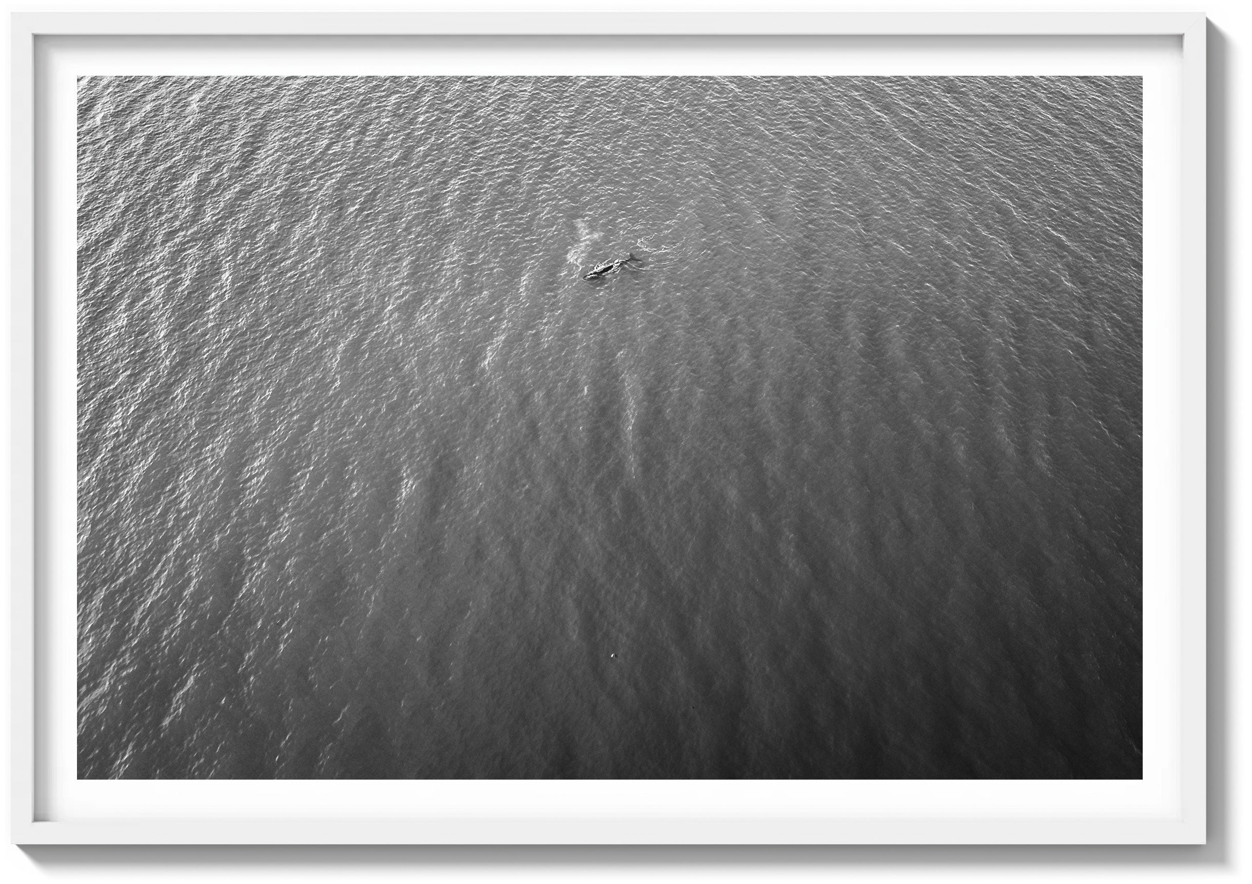 Lone Whale in the Pacific
