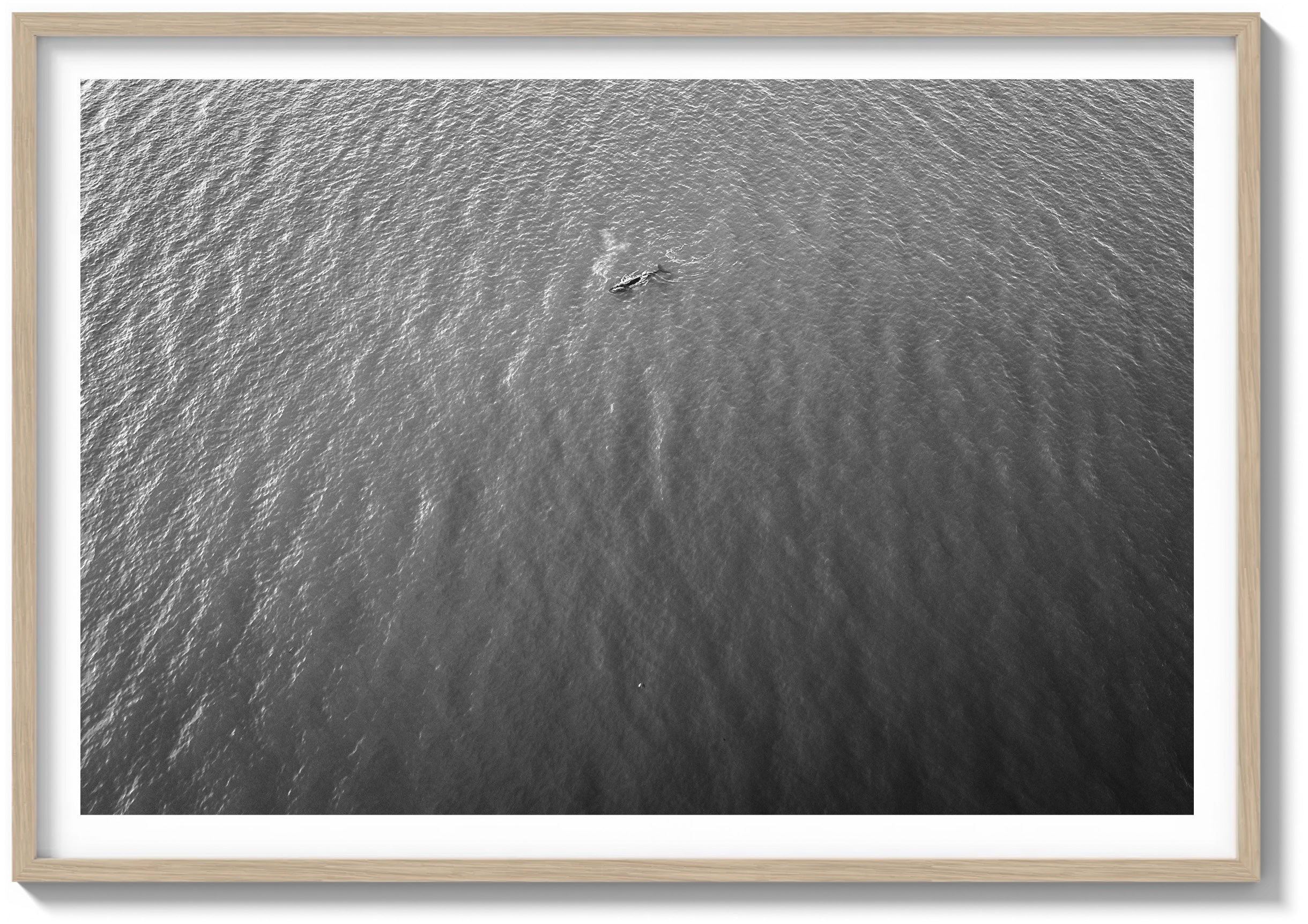 Lone Whale in the Pacific