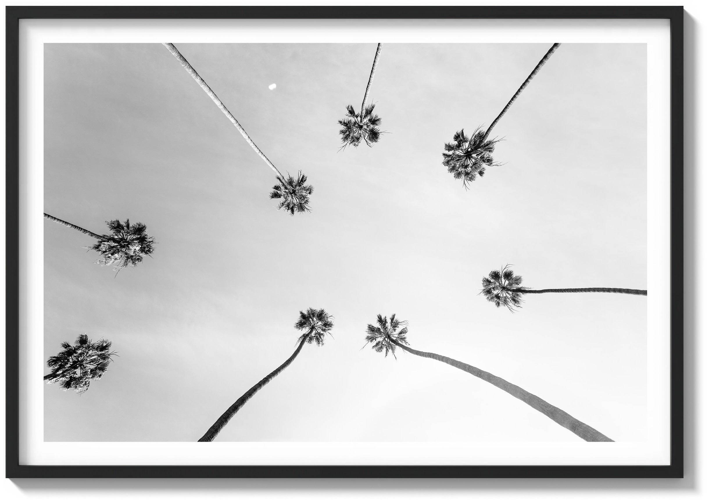 Palm Skyview