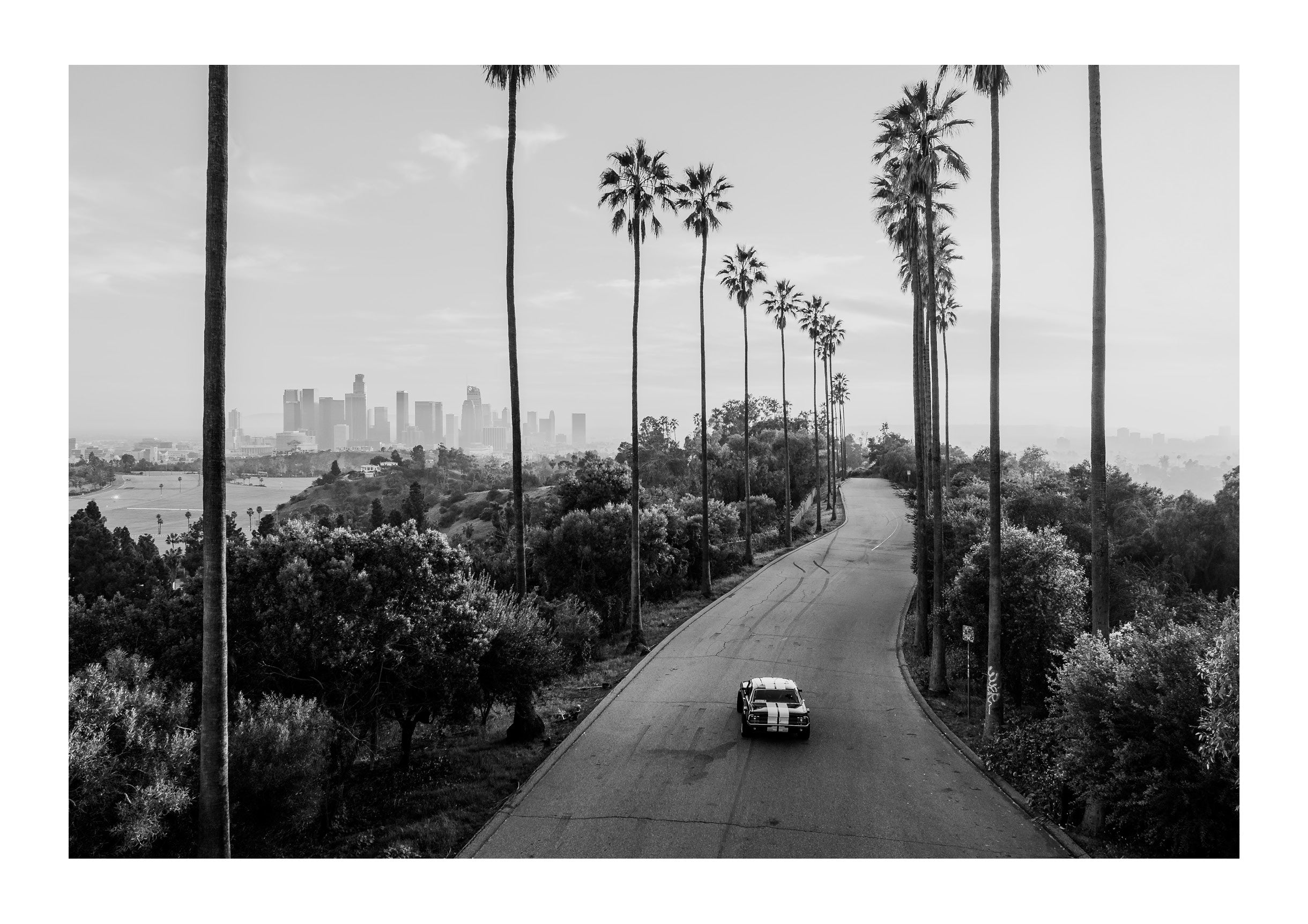 The tall palms rise in clean vertical lines, framing the road as it curves gently through dense, sunlit greenery. The unframed print is rendered in black and white.