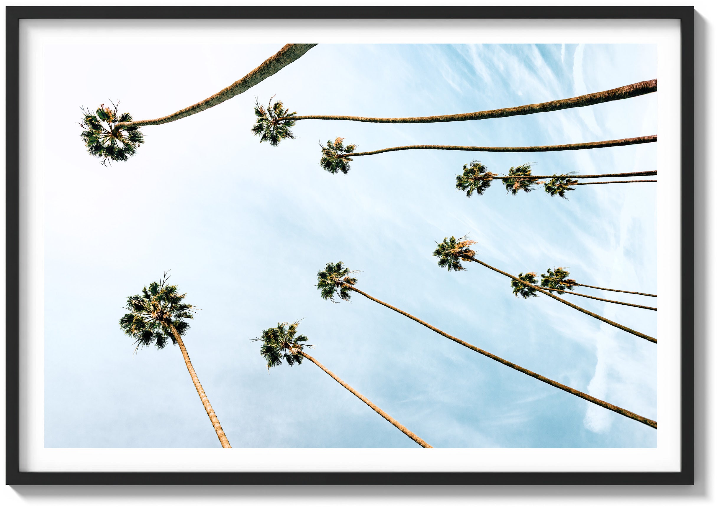 Among the Palms