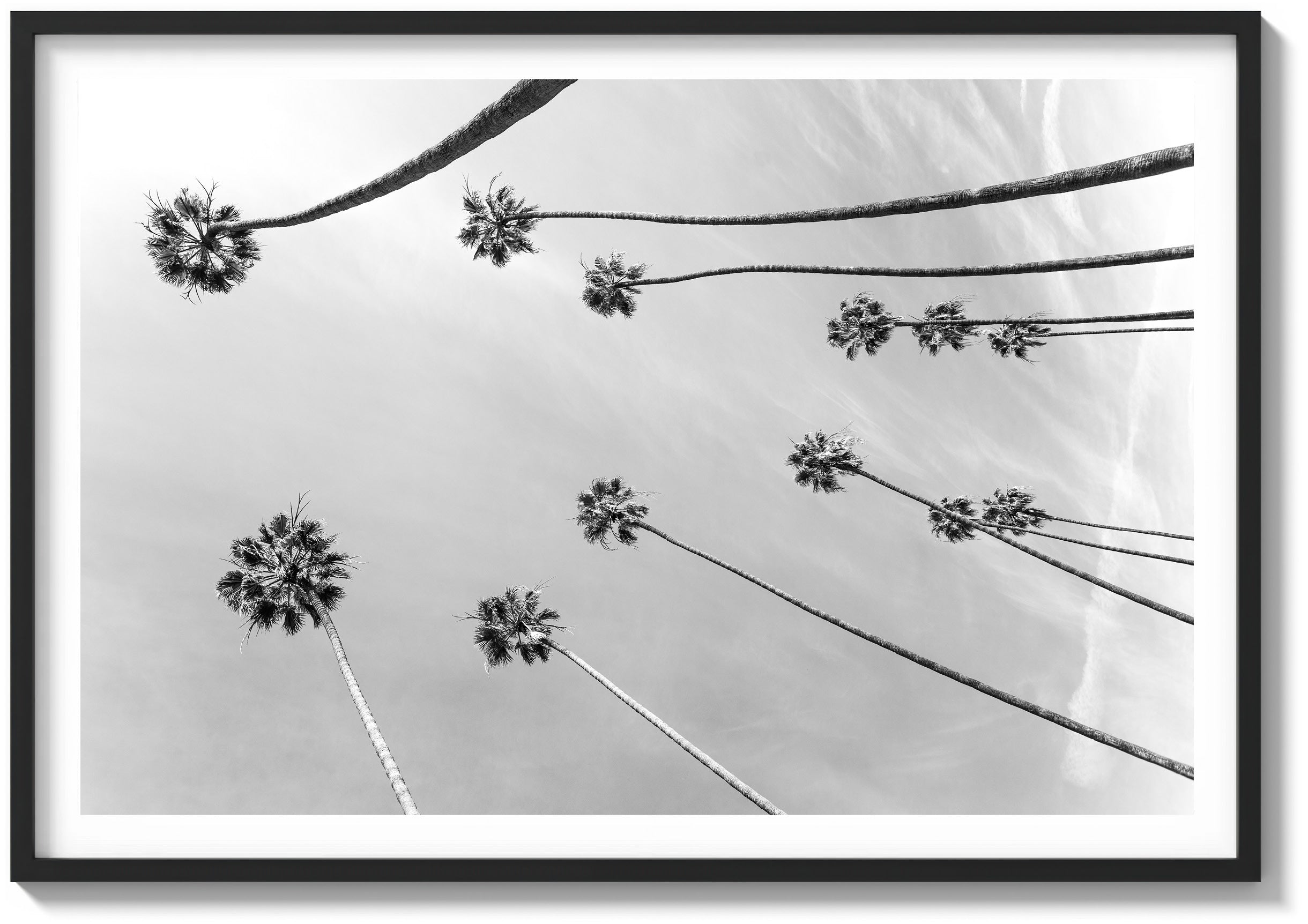 Among the Palms