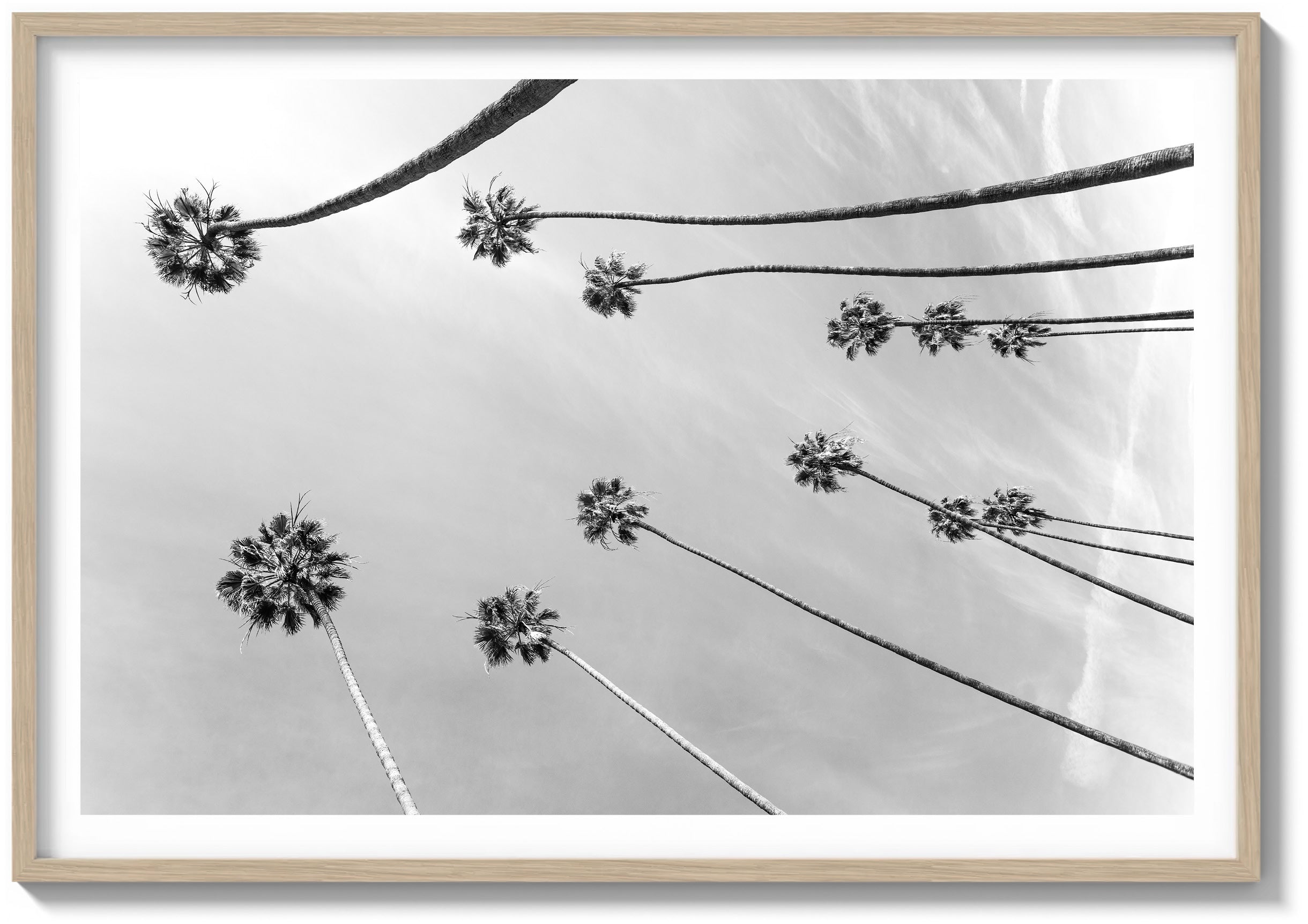 Among the Palms