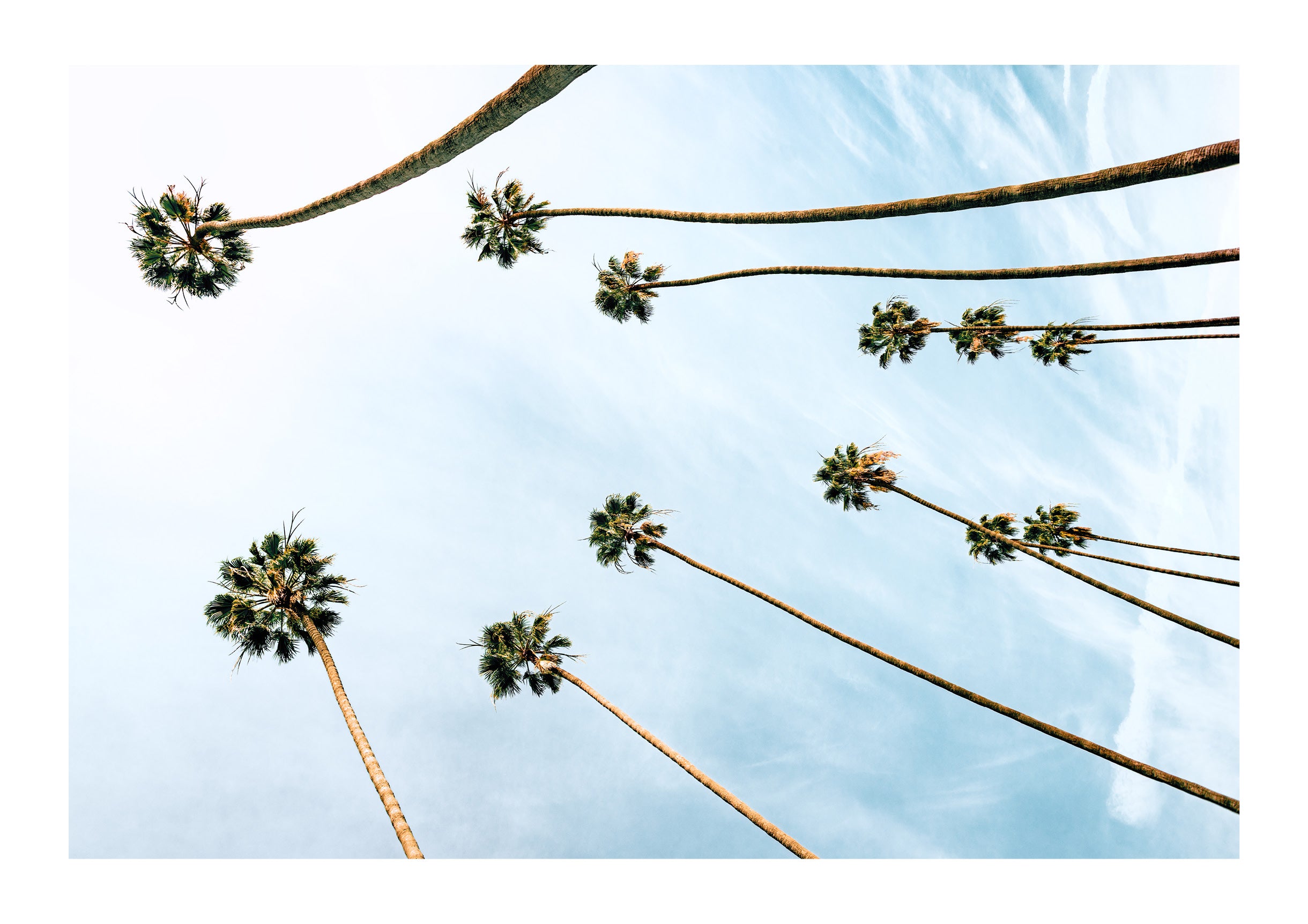 Among the Palms