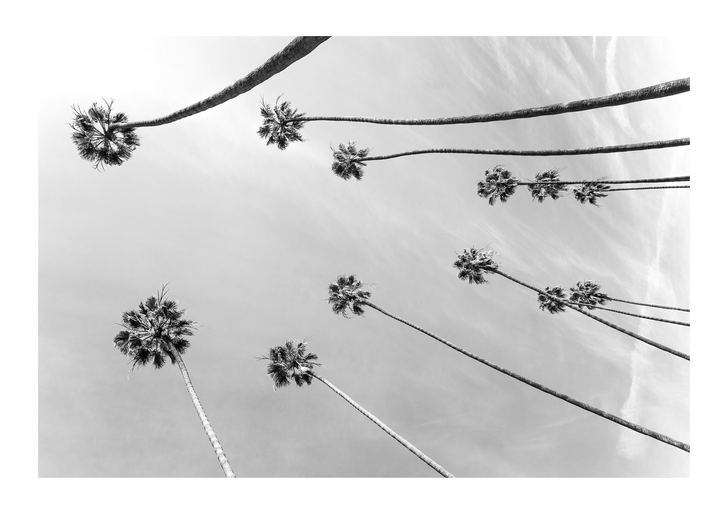 Among the Palms