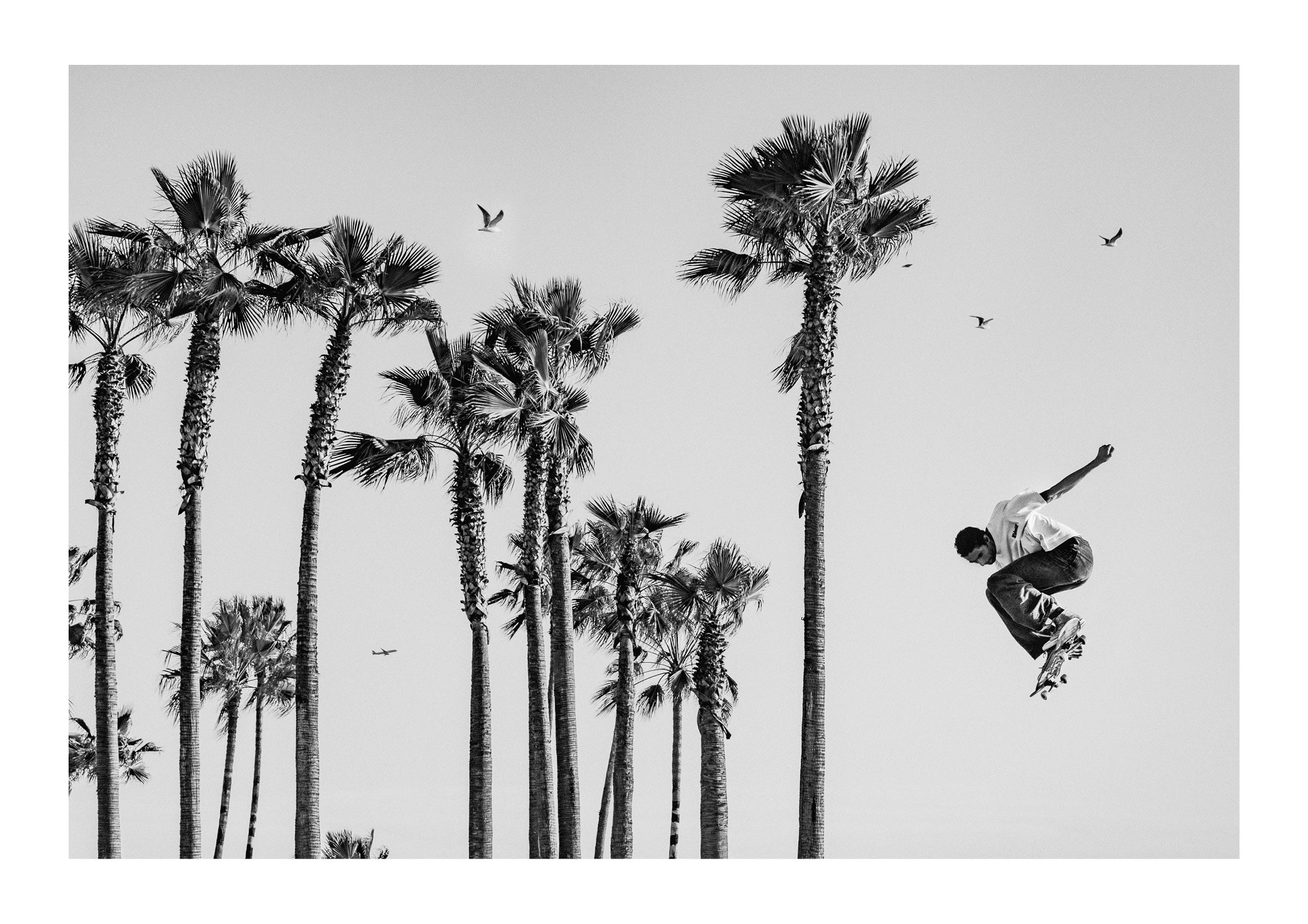 Flight In The Palms