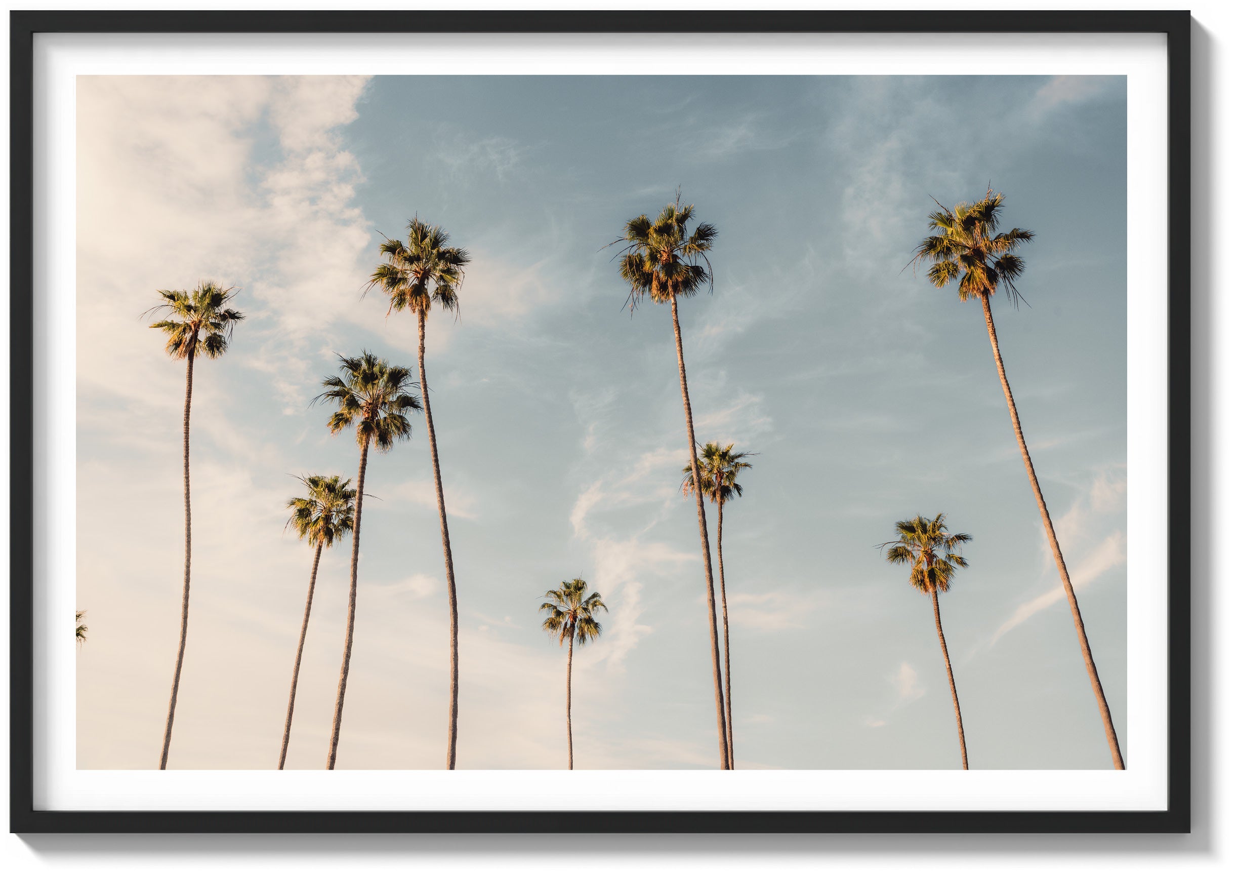 Weather Worn Palms