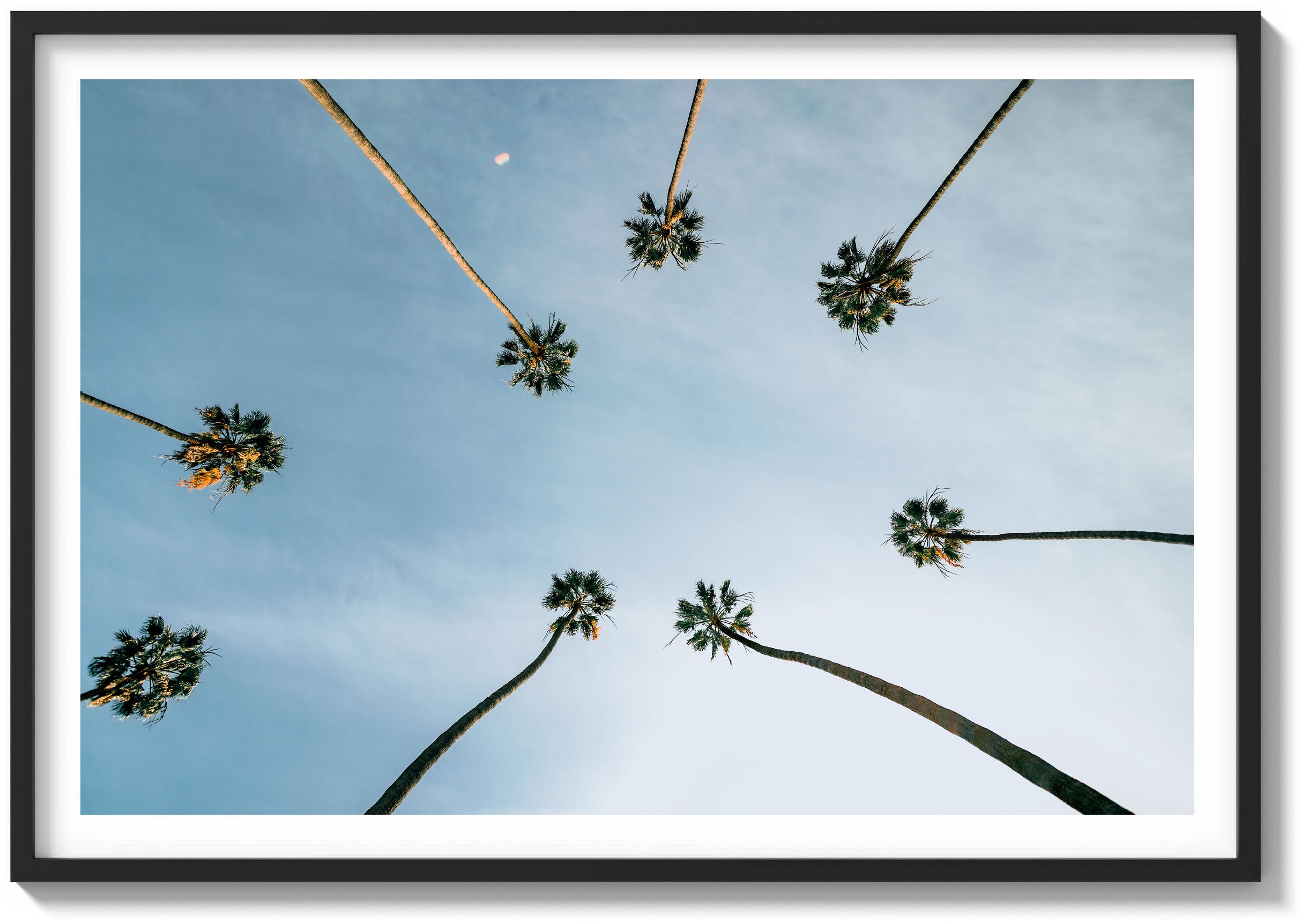 Palm Skyview