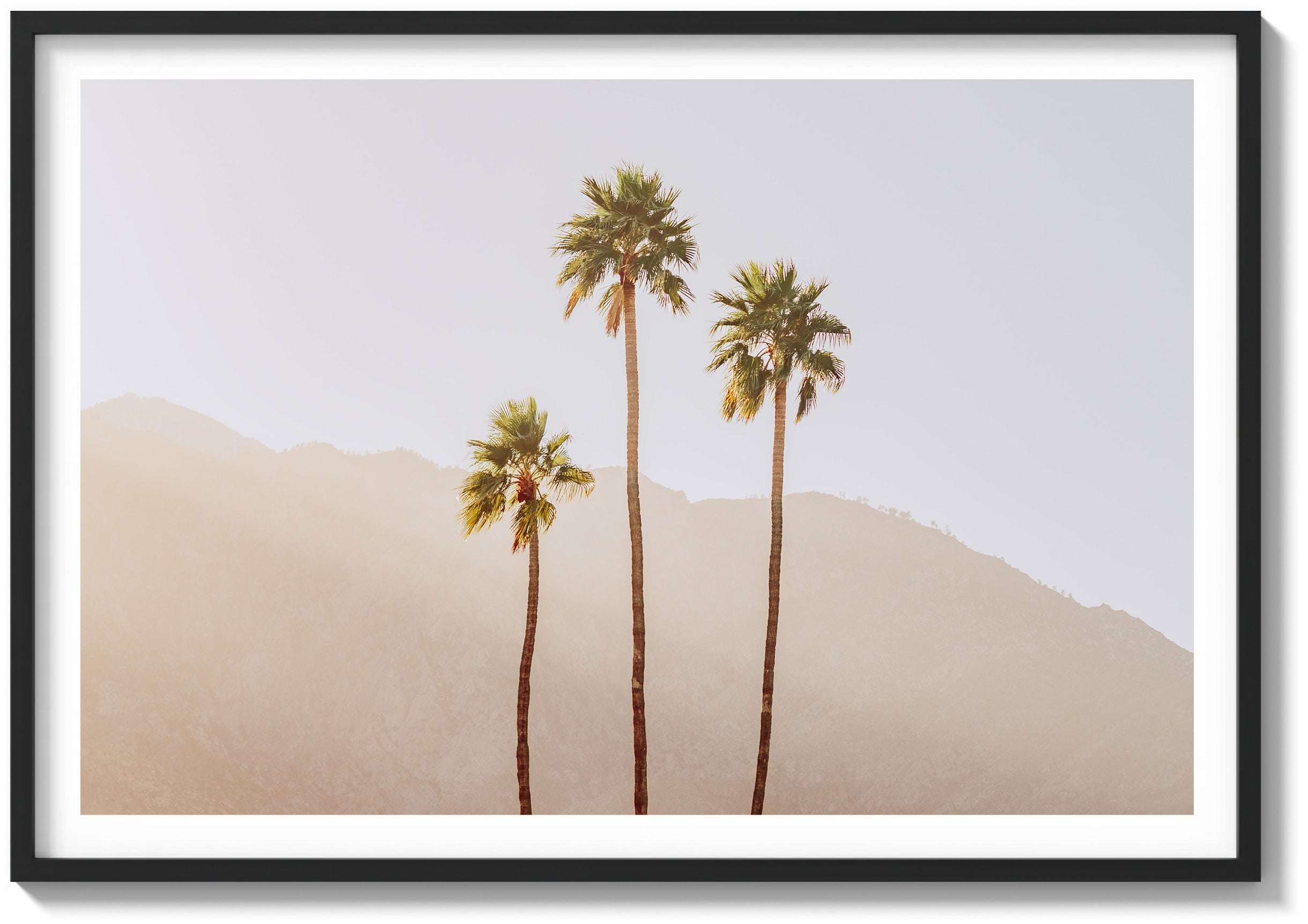 Palm Springs Palms