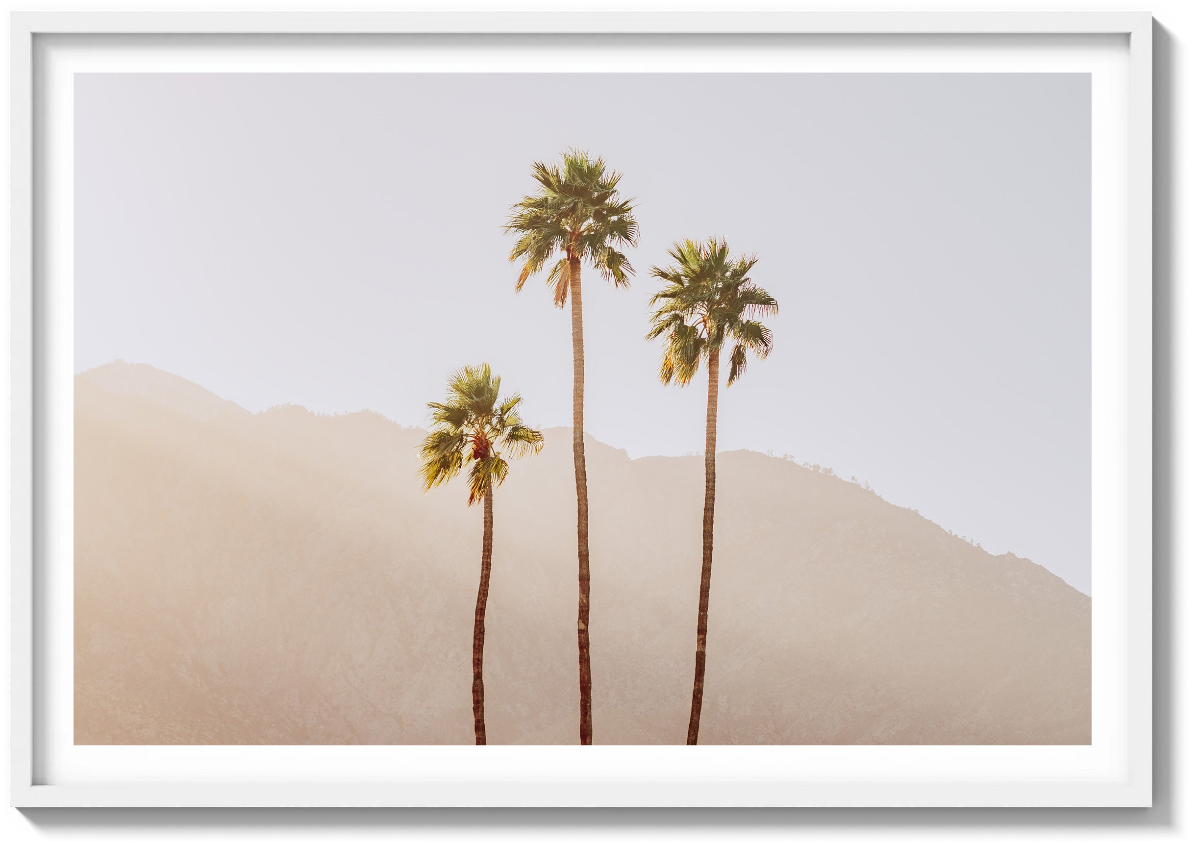 Palm Springs Palms