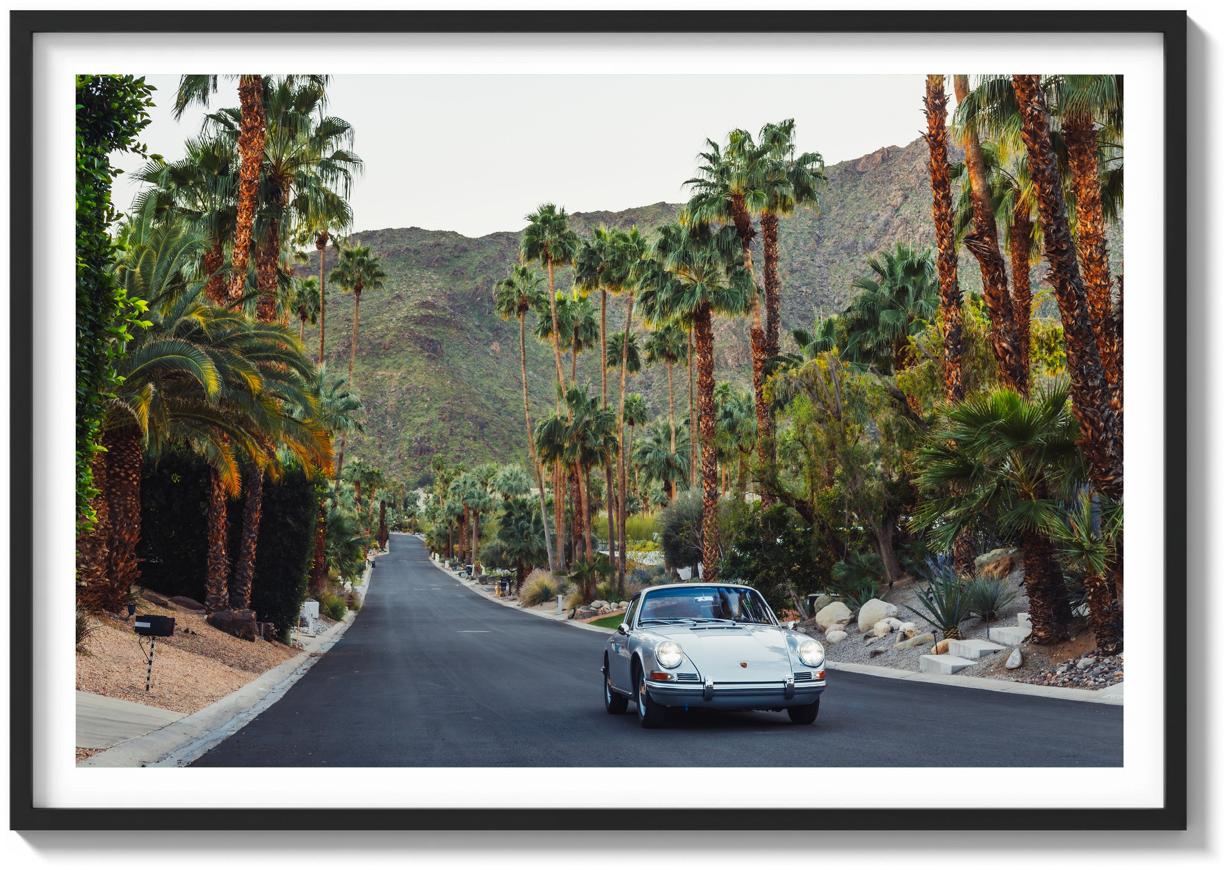 Desert Forest