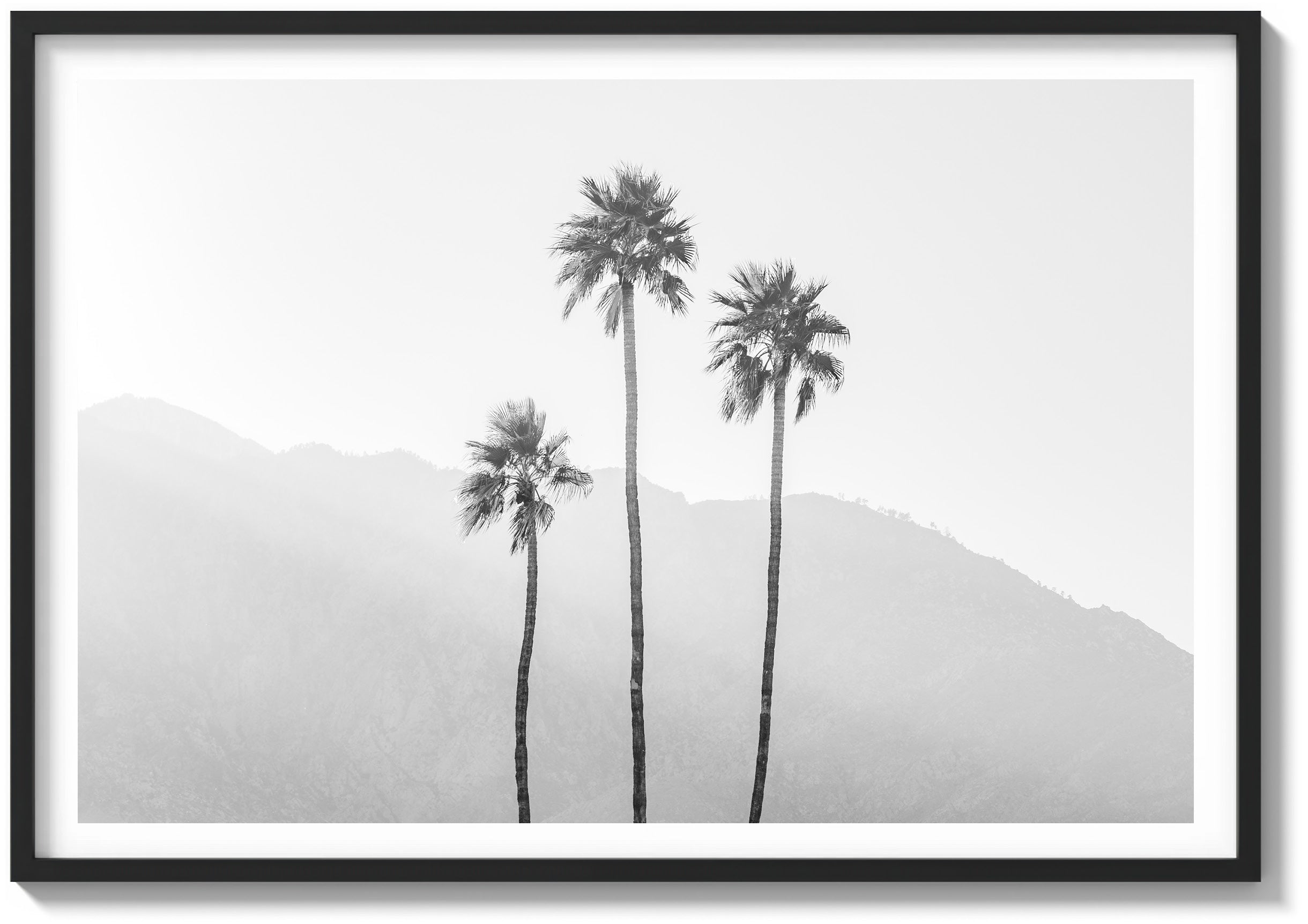 Palm Springs Palms