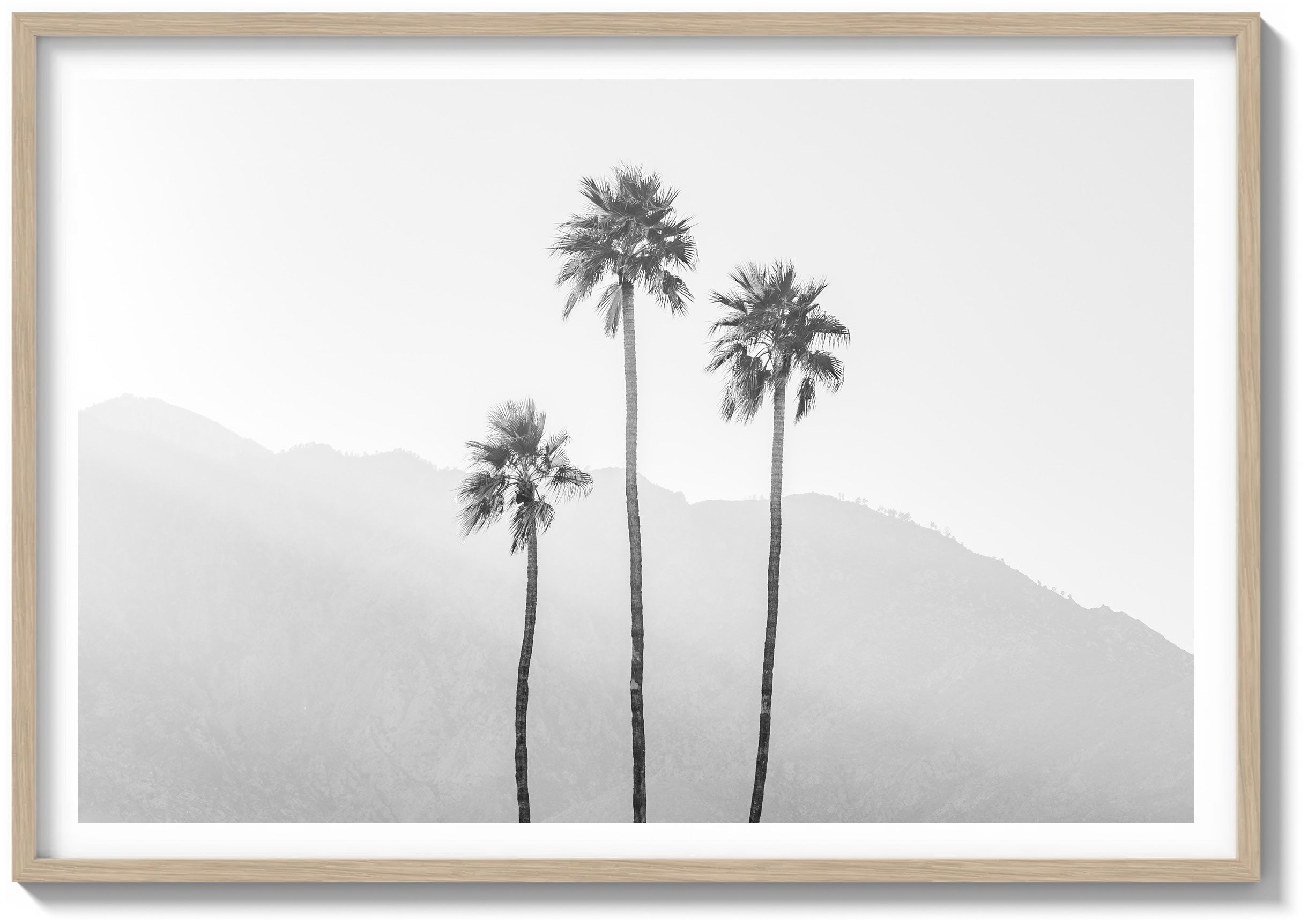 Palm Springs Palms