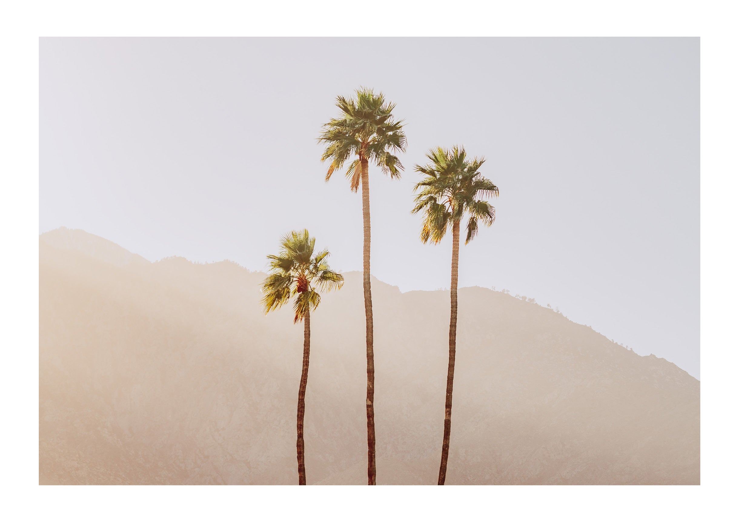 Palm Springs Palms