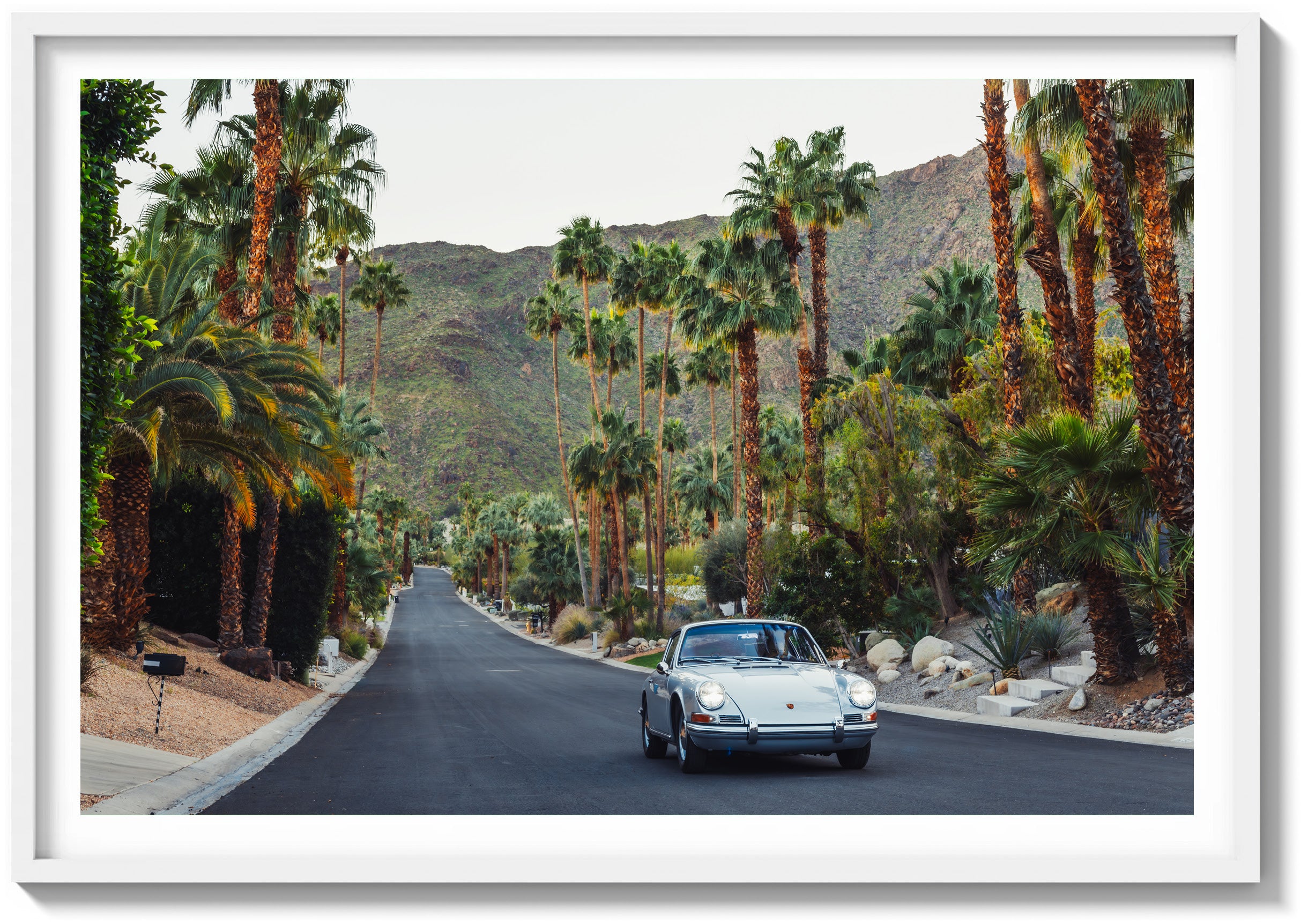 Desert Forest