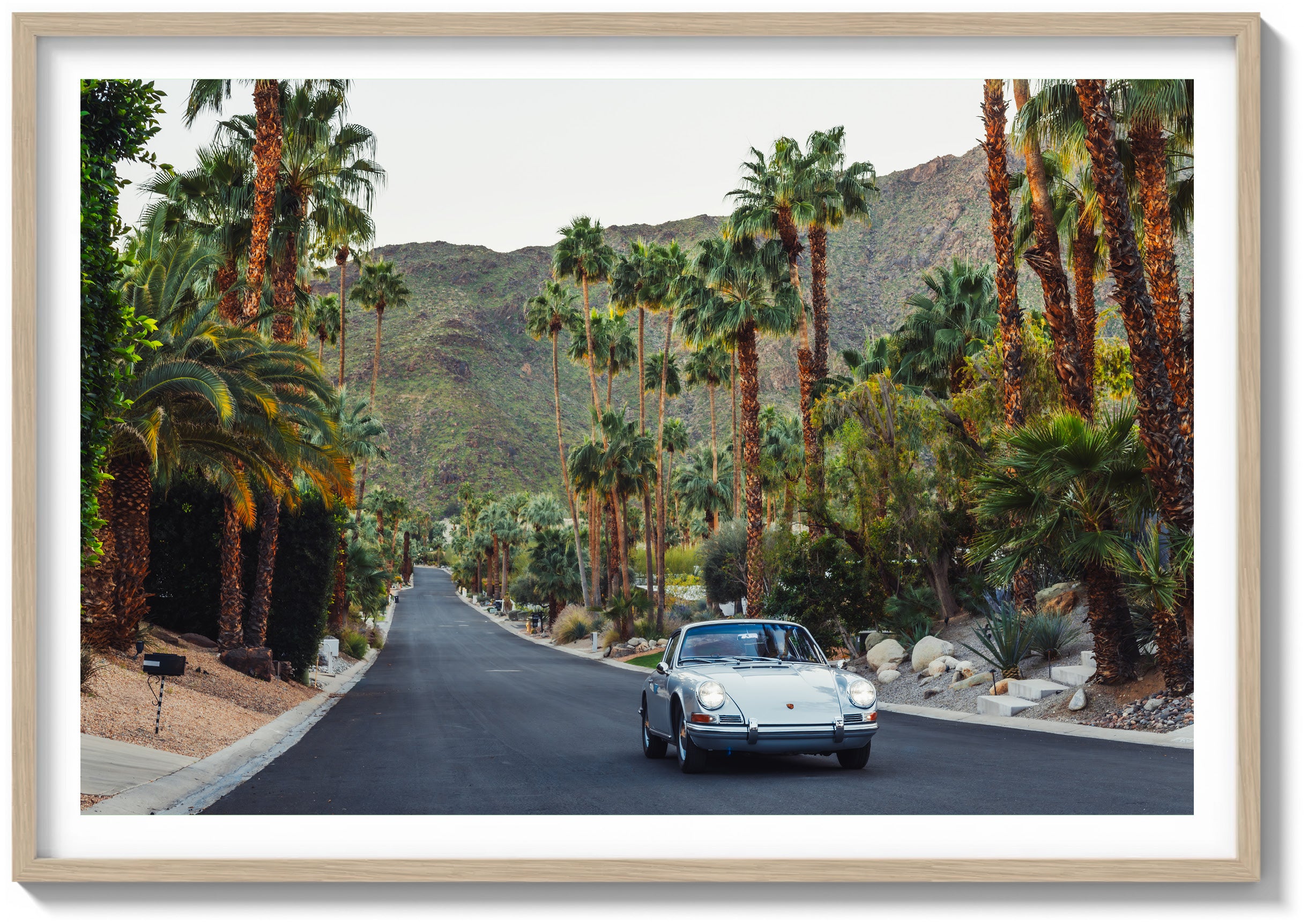 Desert Forest