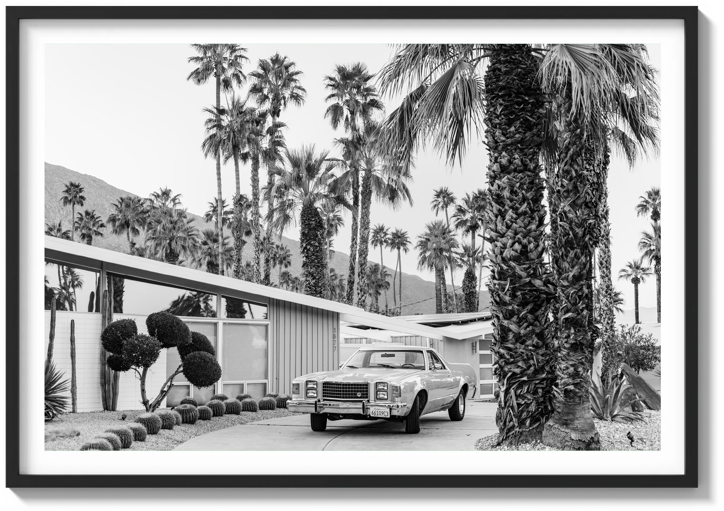 El Camino In The Desert