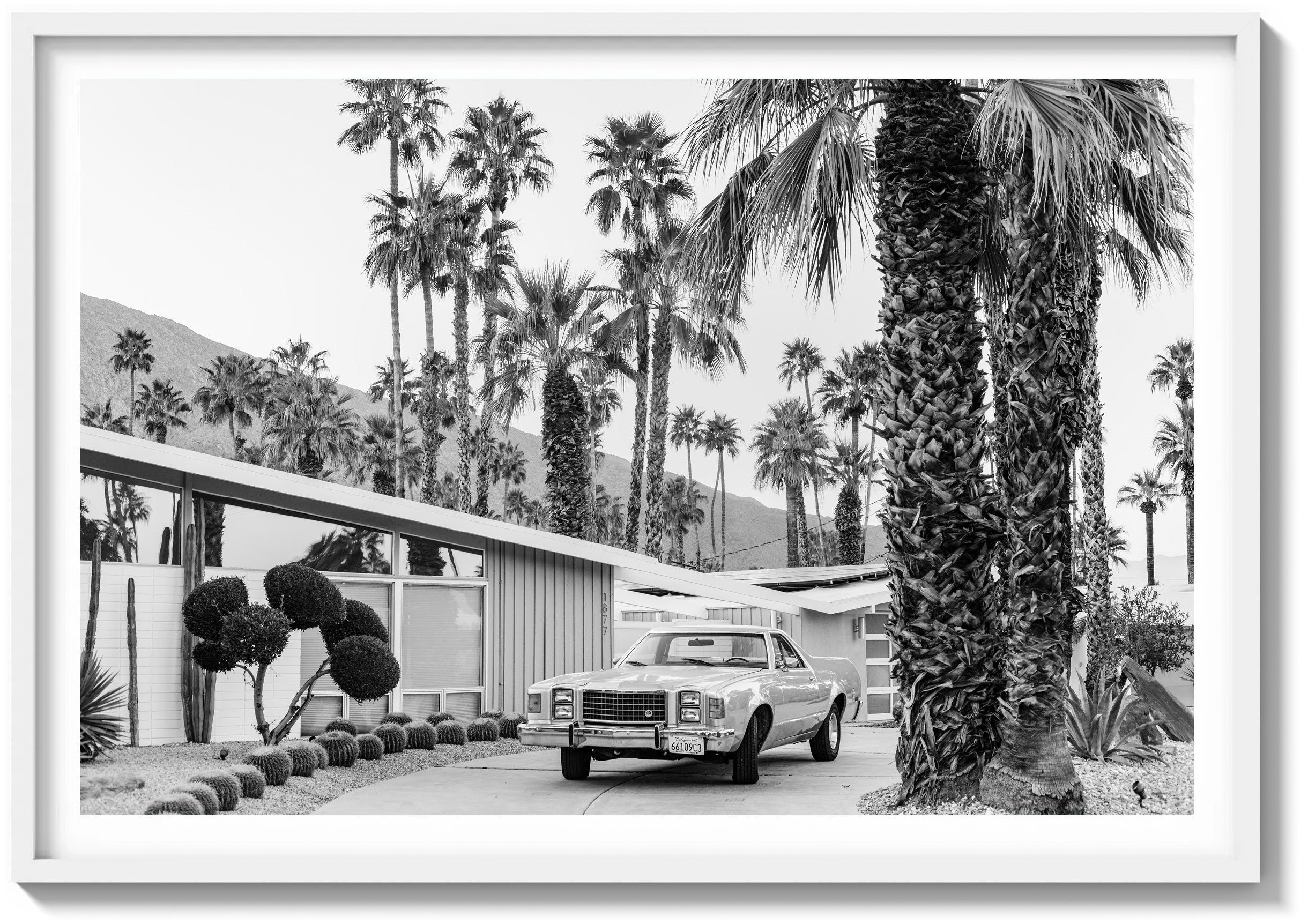 El Camino In The Desert