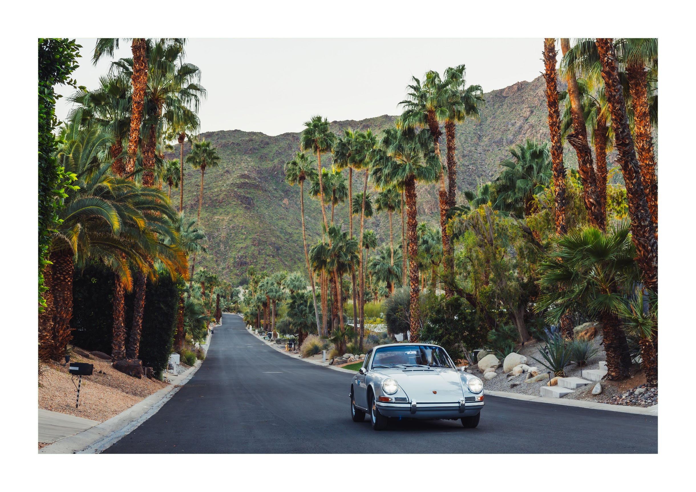 Desert Forest