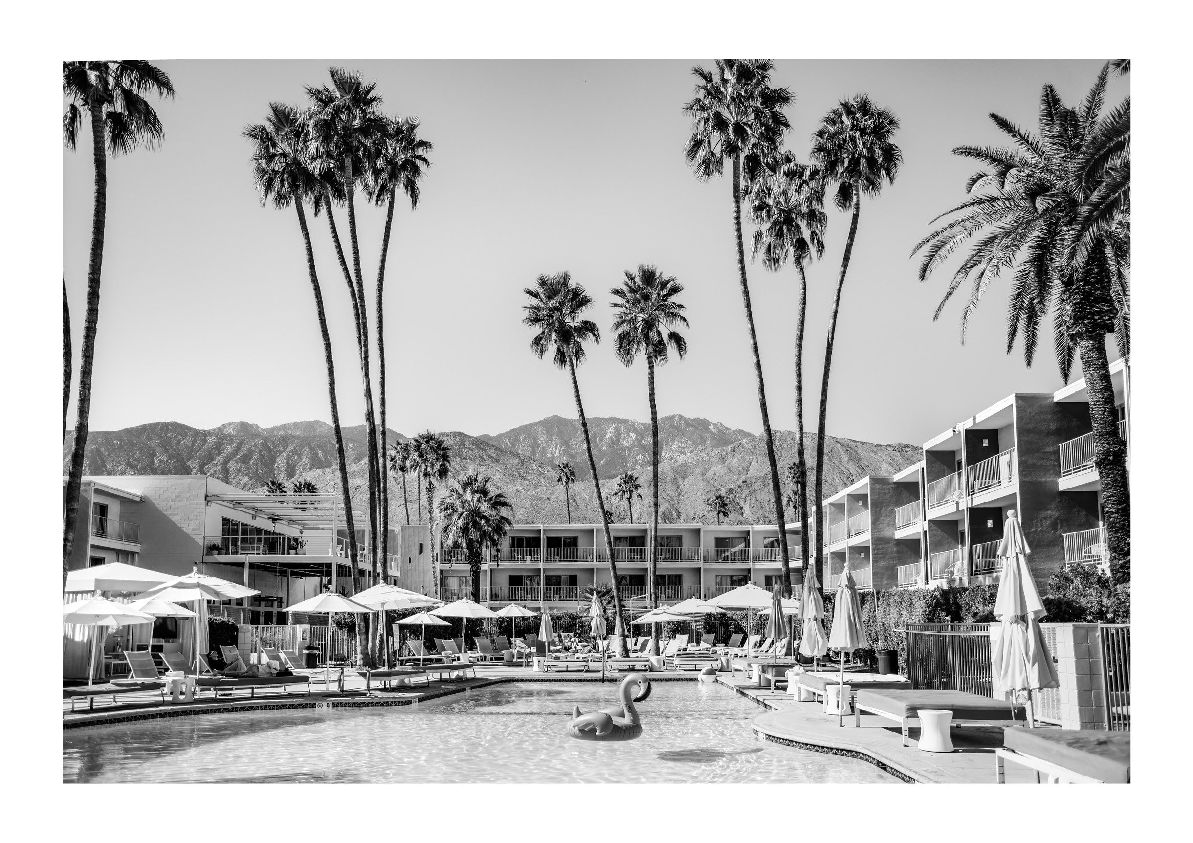 The Saguaro