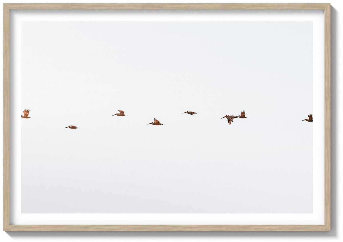 March of the Pelicans