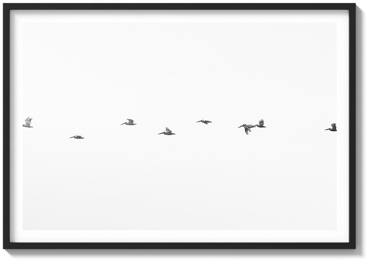 March of the Pelicans