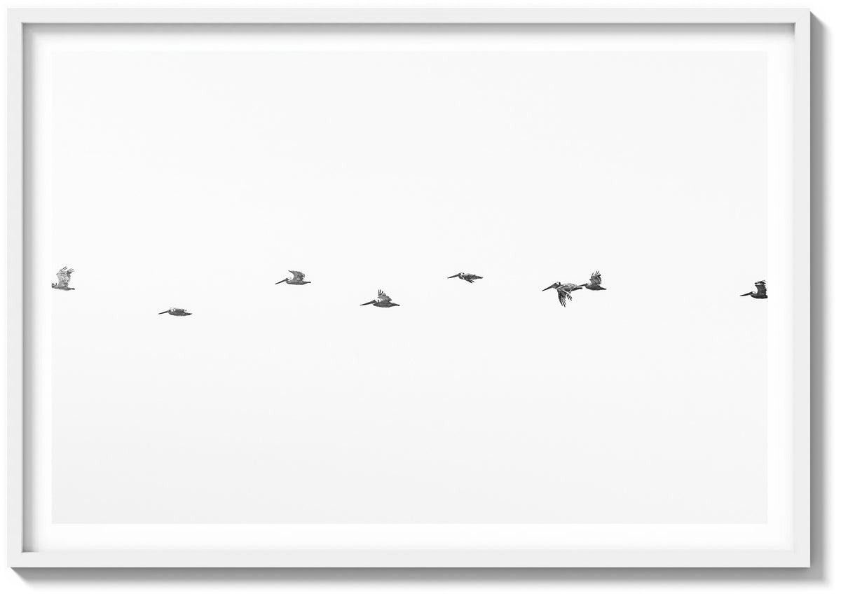 March of the Pelicans