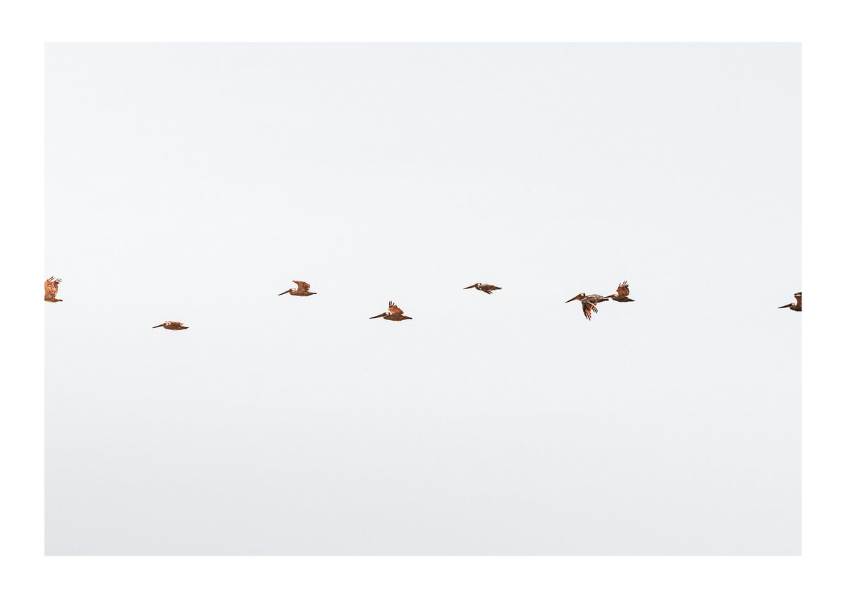 March of the Pelicans