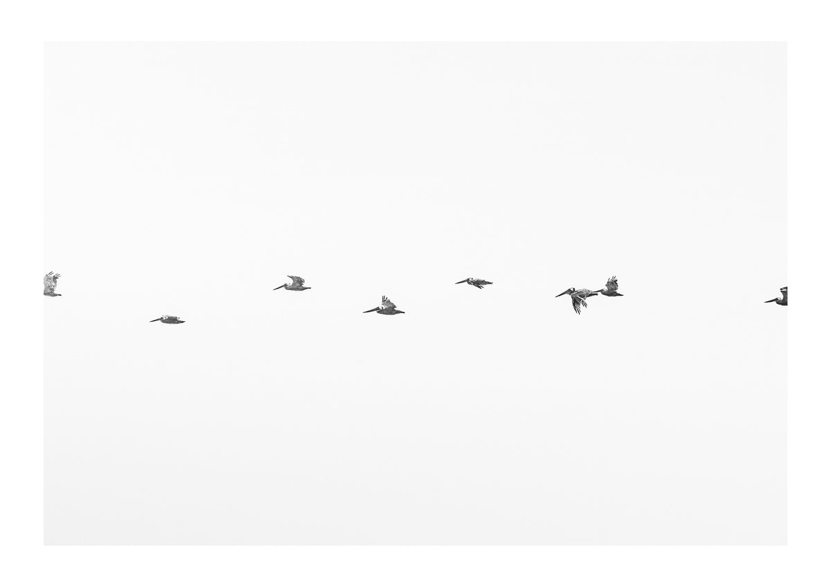 March of the Pelicans