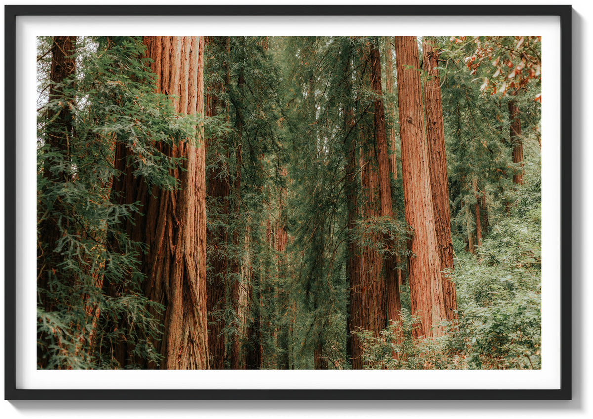 Forest Foliage