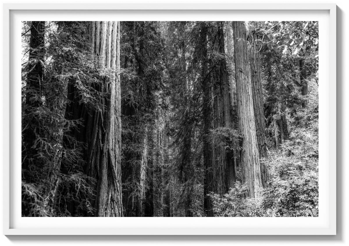 Forest Foliage
