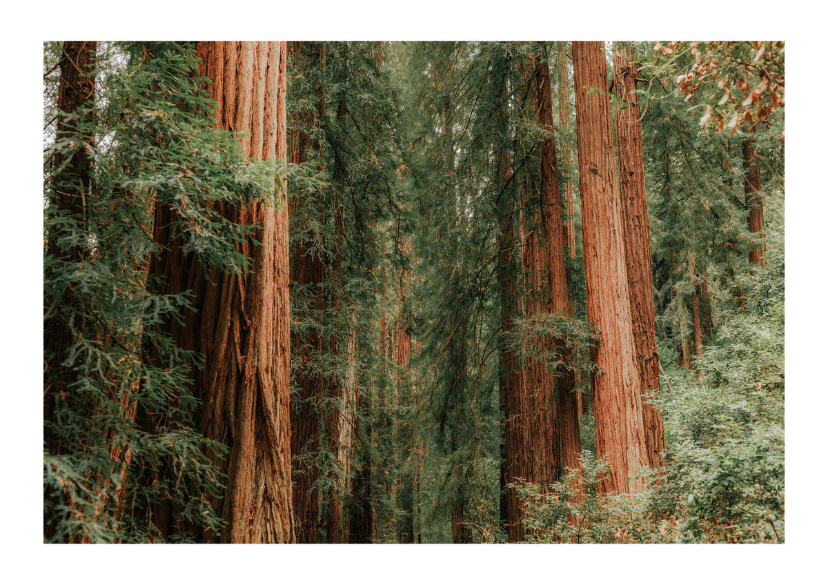 Forest Foliage