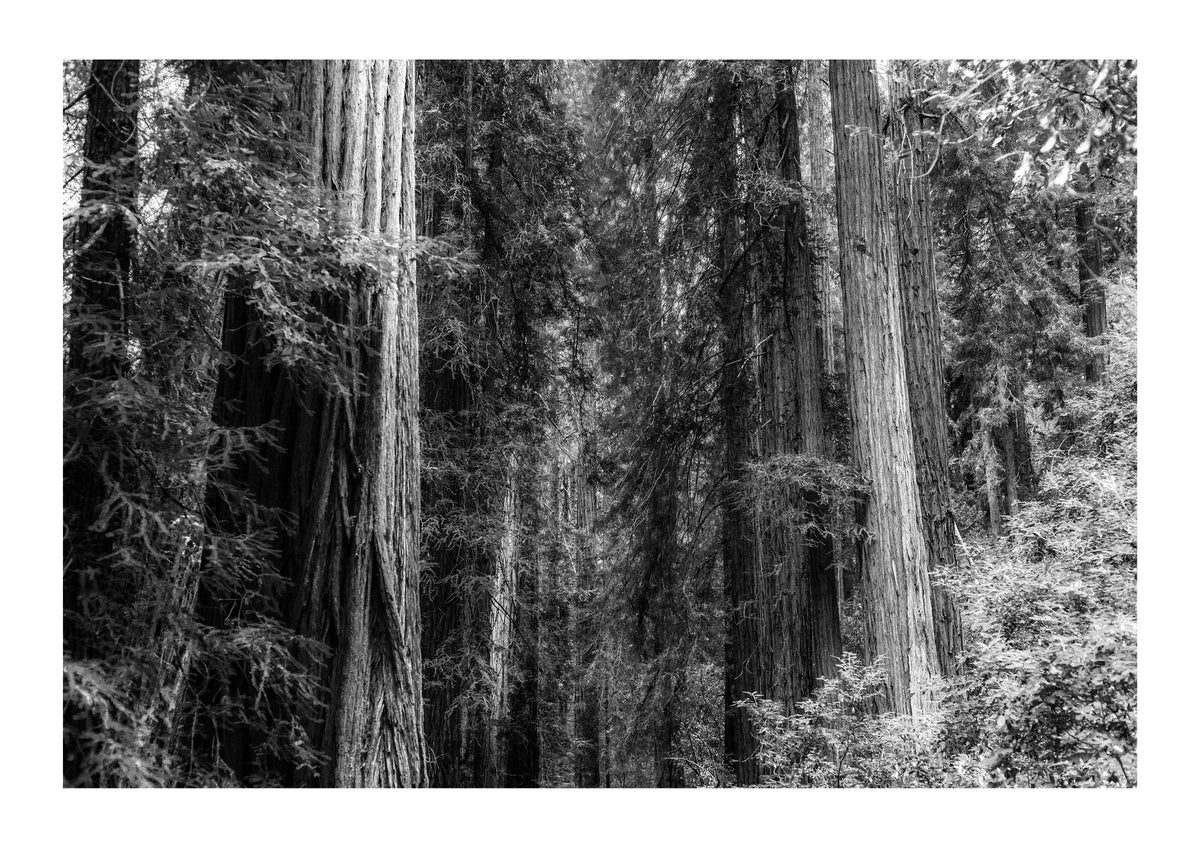 Forest Foliage