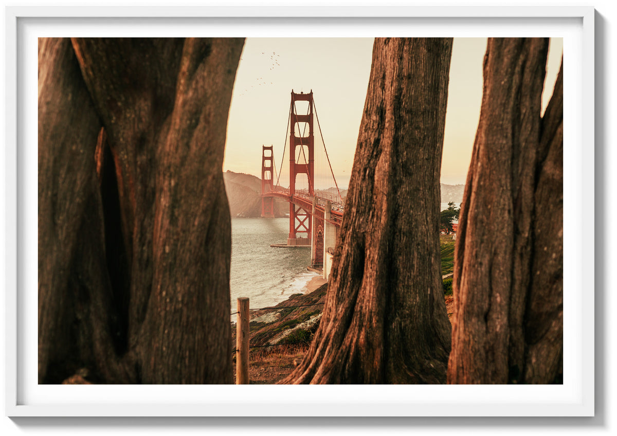 Beyond the Cypress Trees