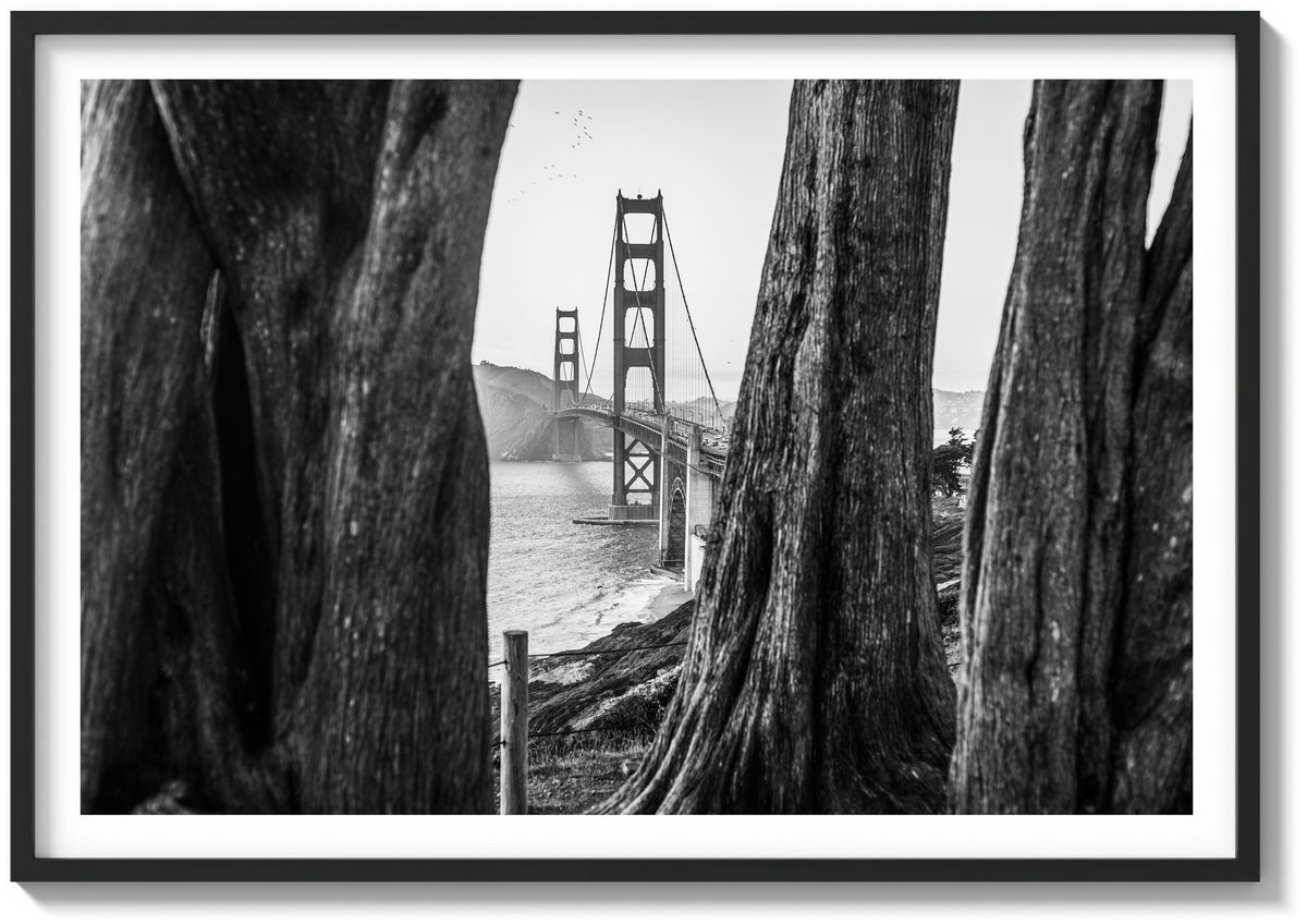 Beyond the Cypress Trees