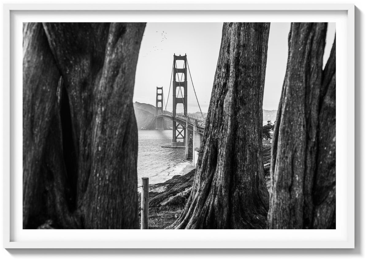 Beyond the Cypress Trees
