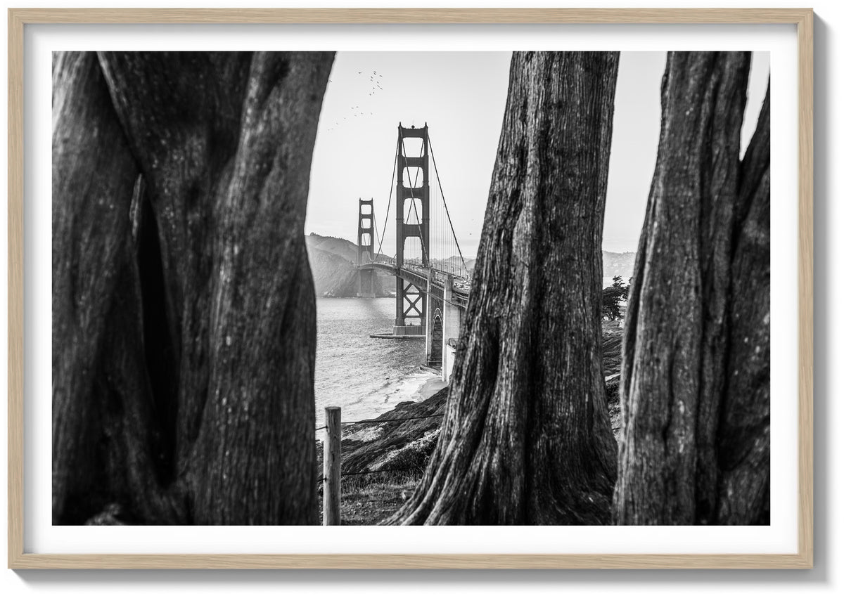 Beyond the Cypress Trees